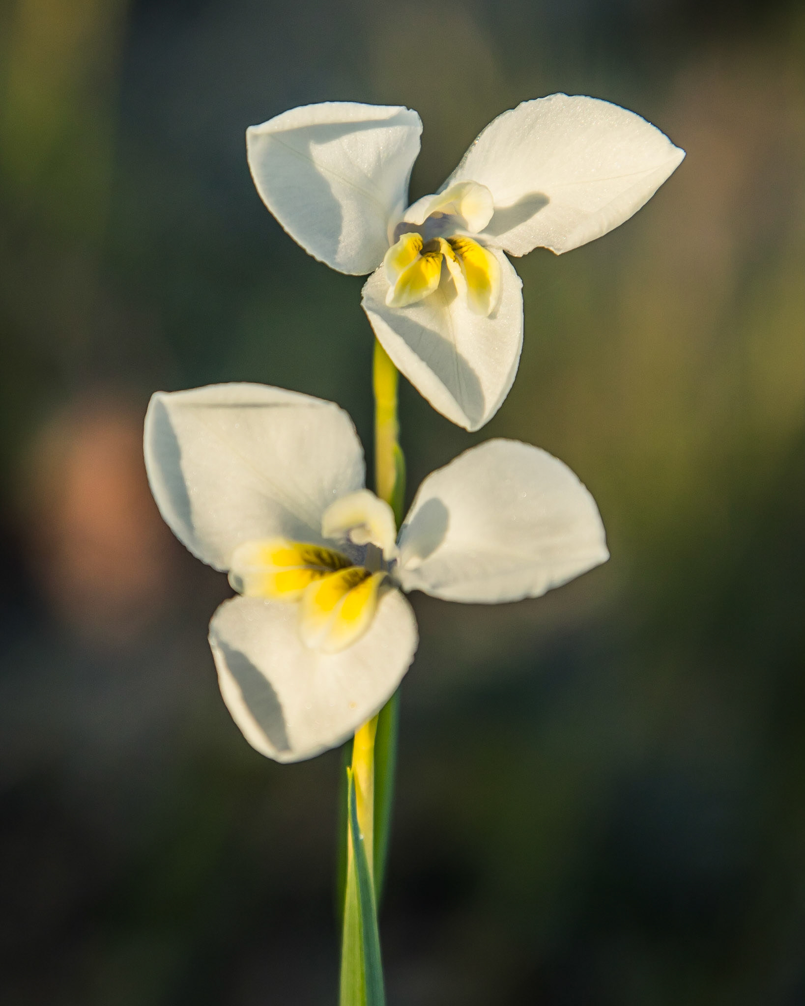 Diplarrena moroea
