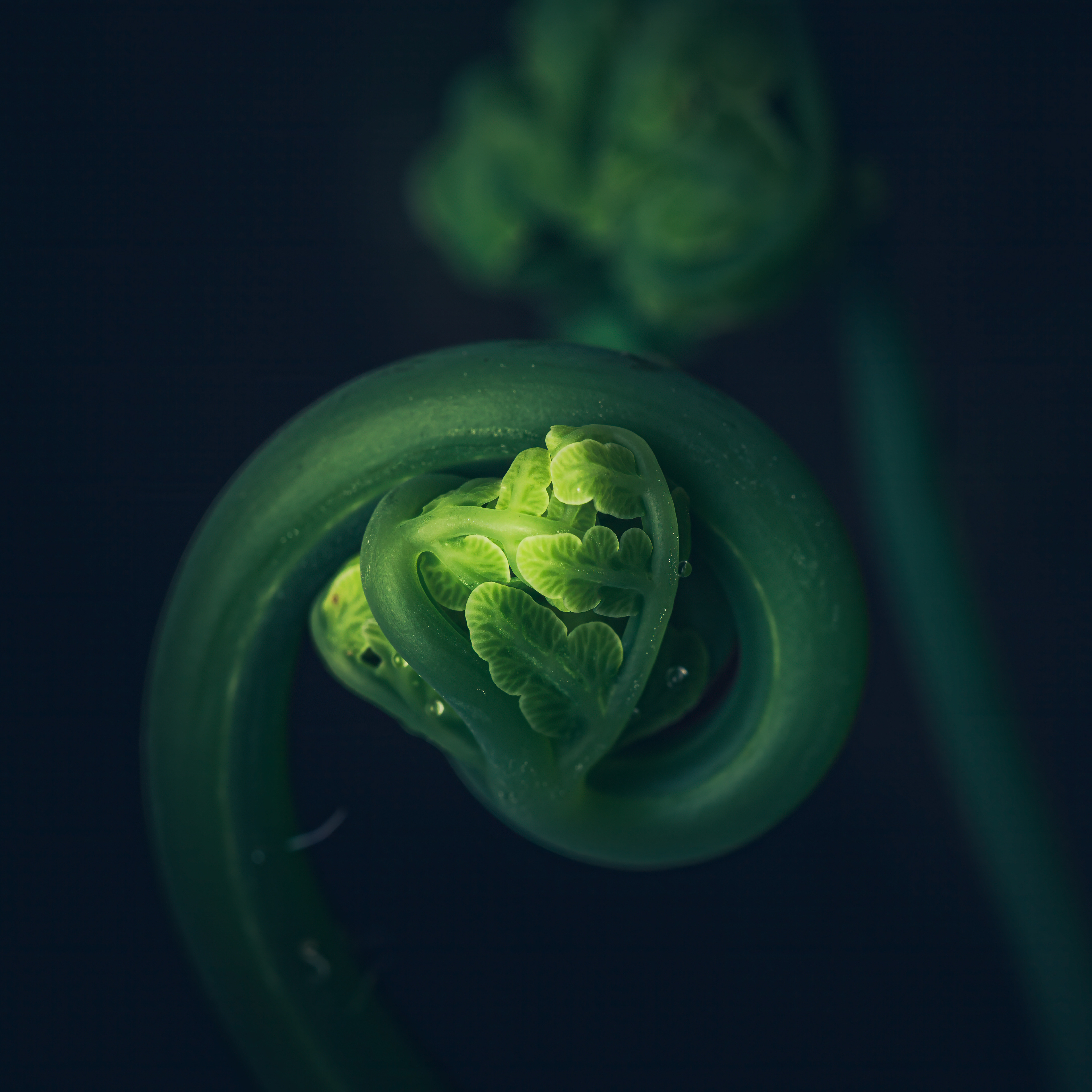 Ready to unfurl