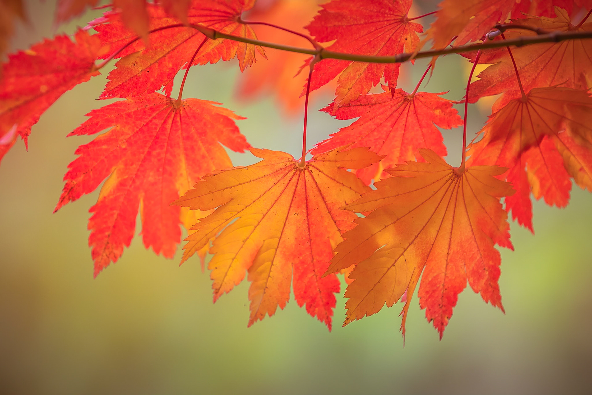 Flaming autumn colour