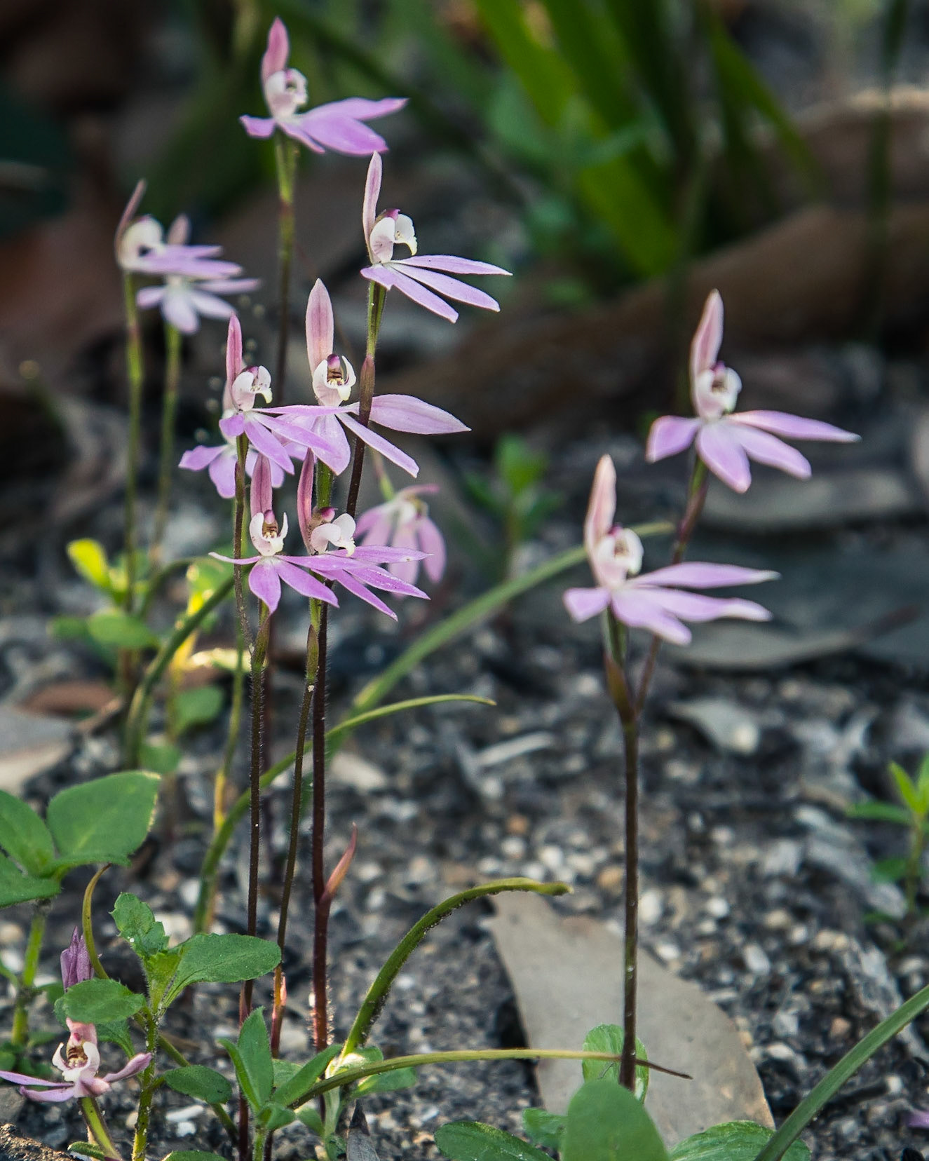 Caladenia carnea