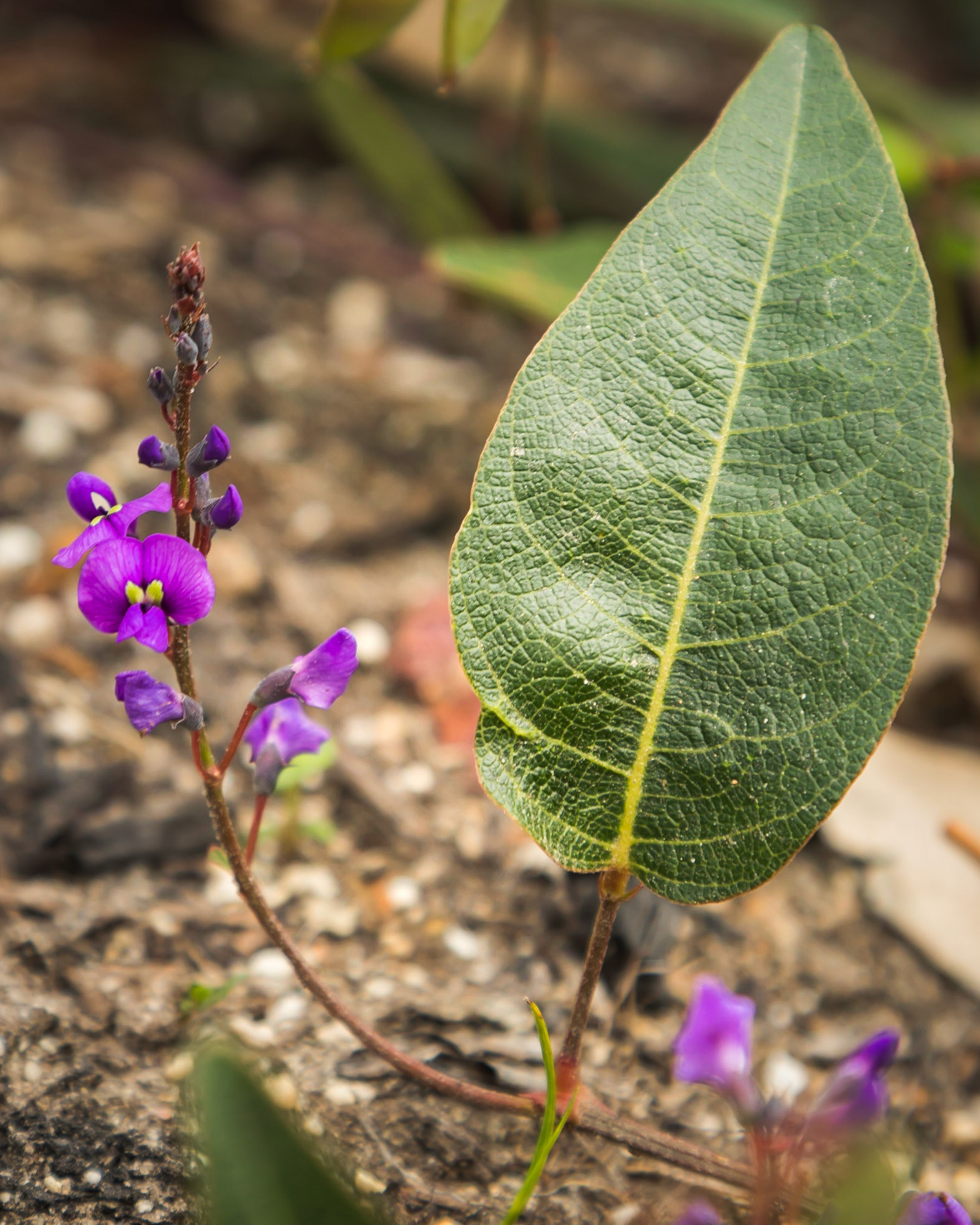 Hardenbergia violacea