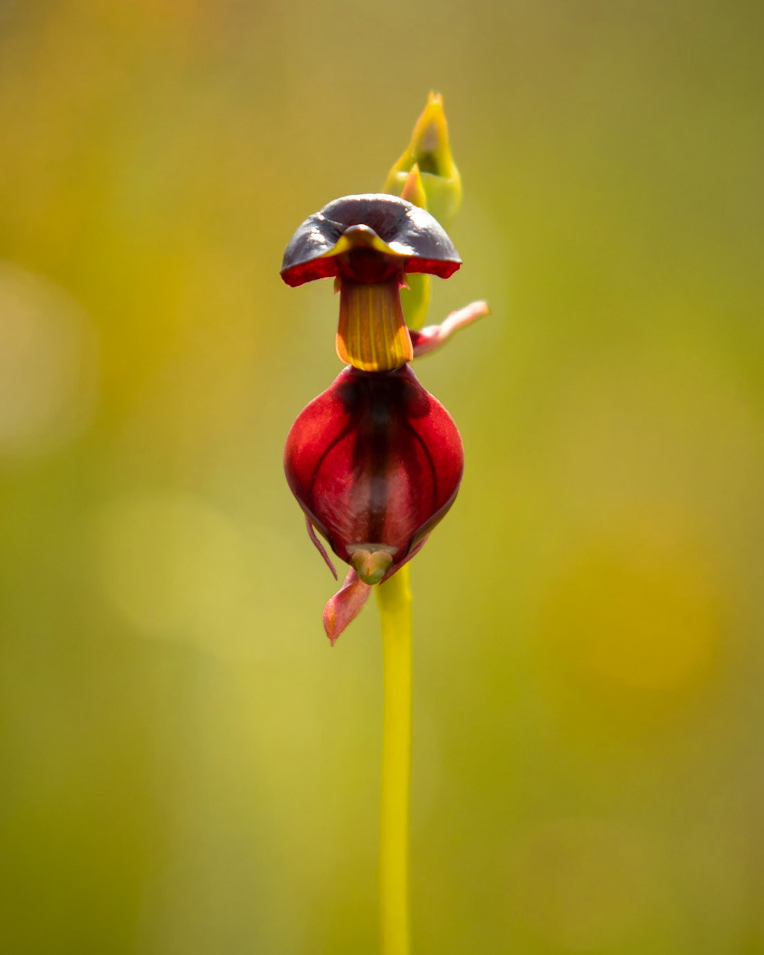 Caleana major