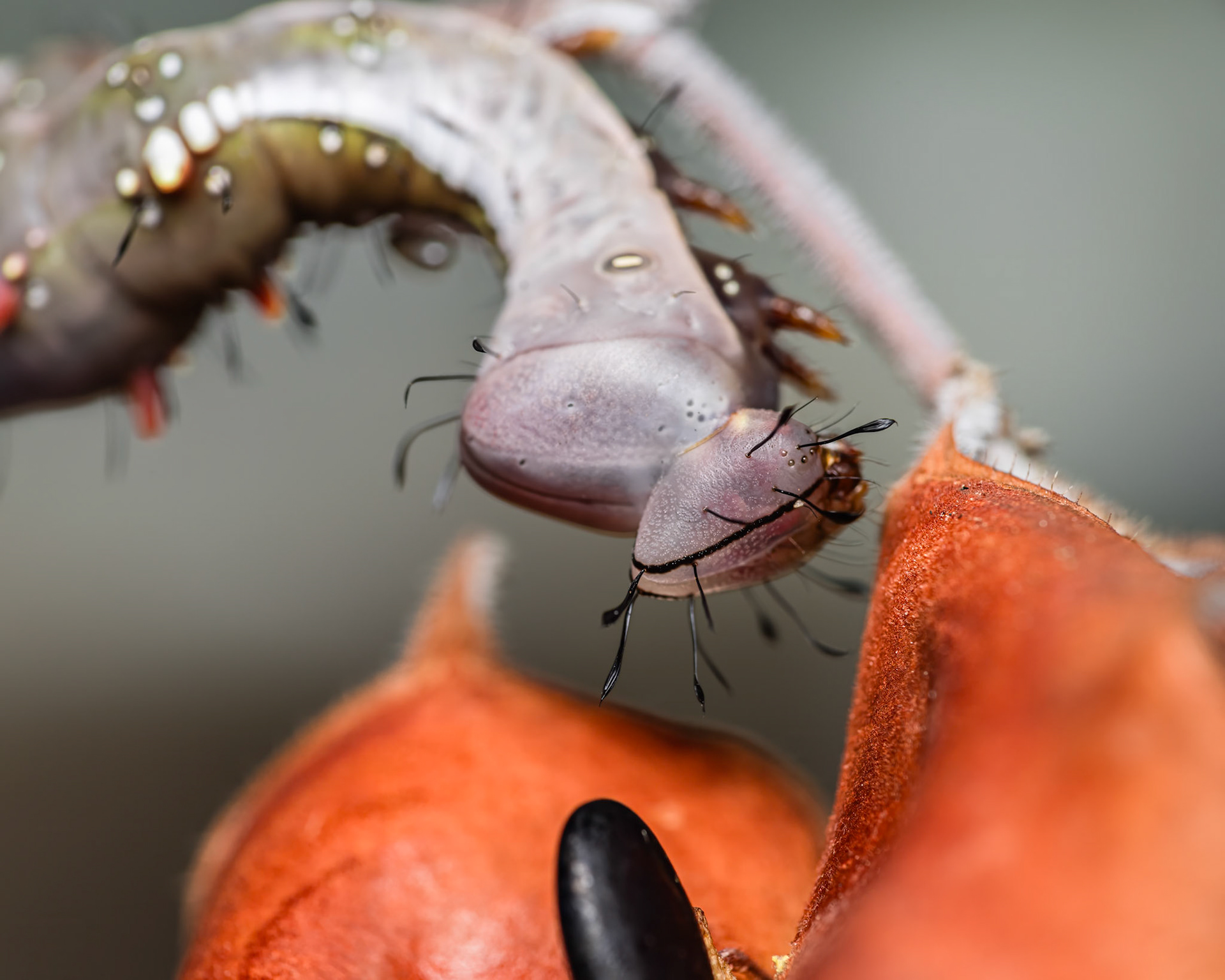 Wattle be for dinner?