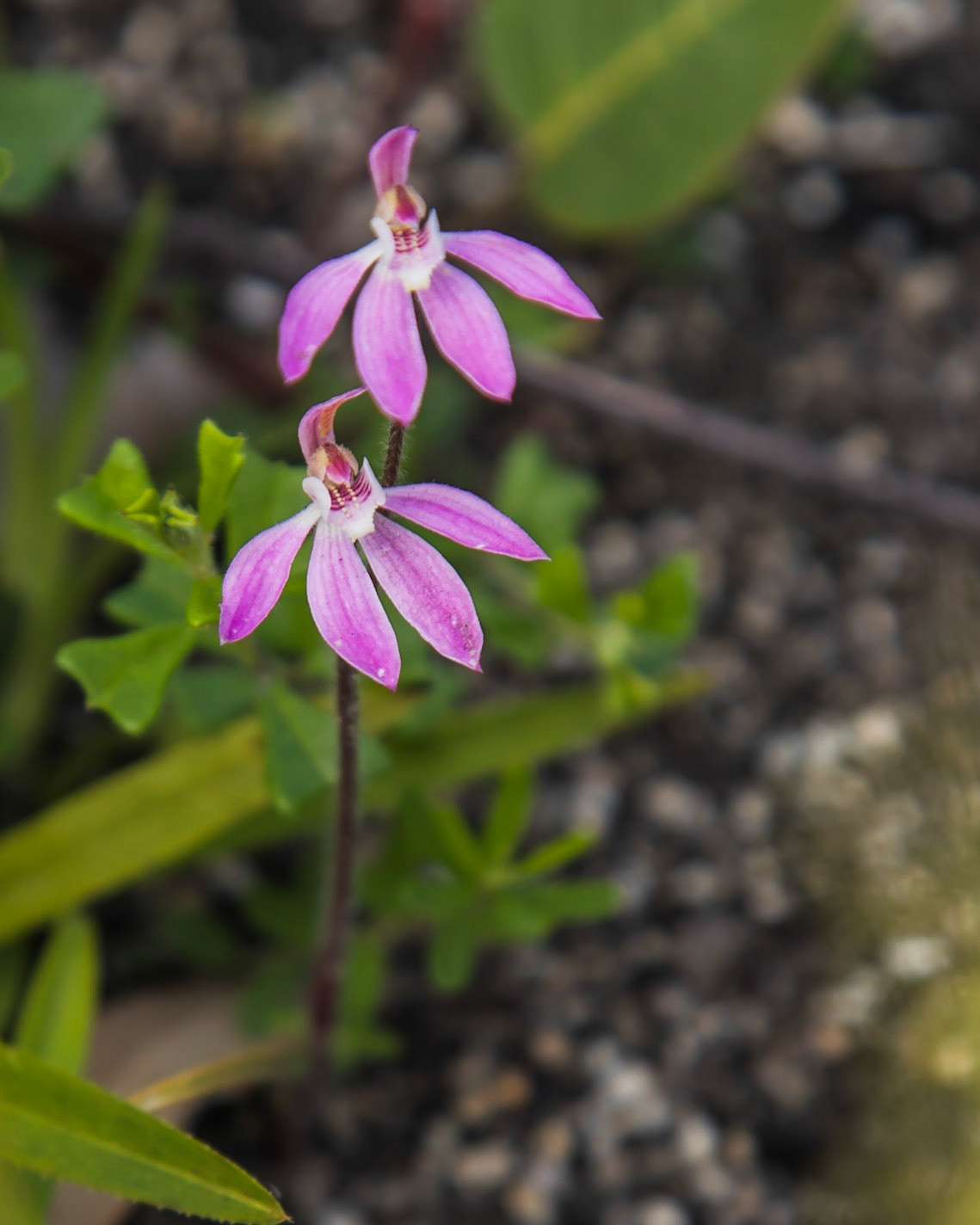 Caladenia carnea
