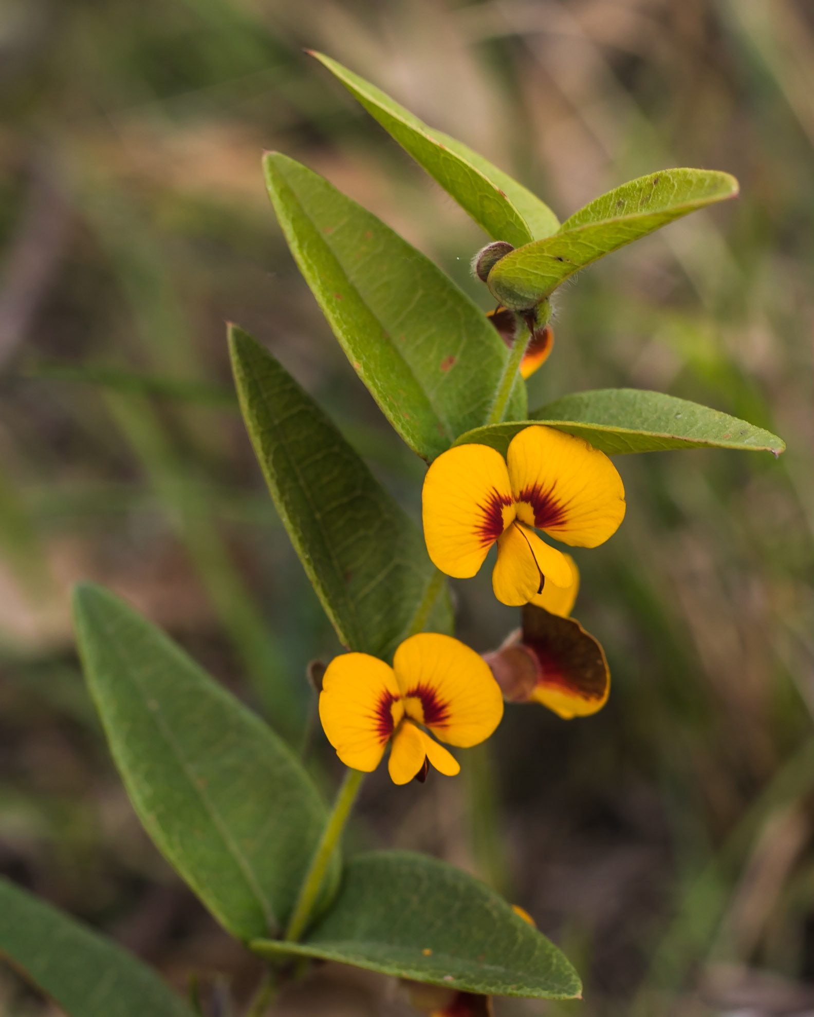 Platylobium parviflorum