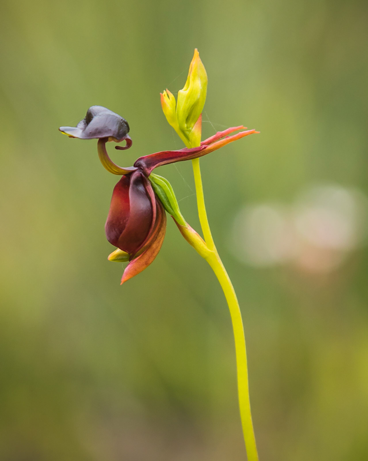 Caleana major
