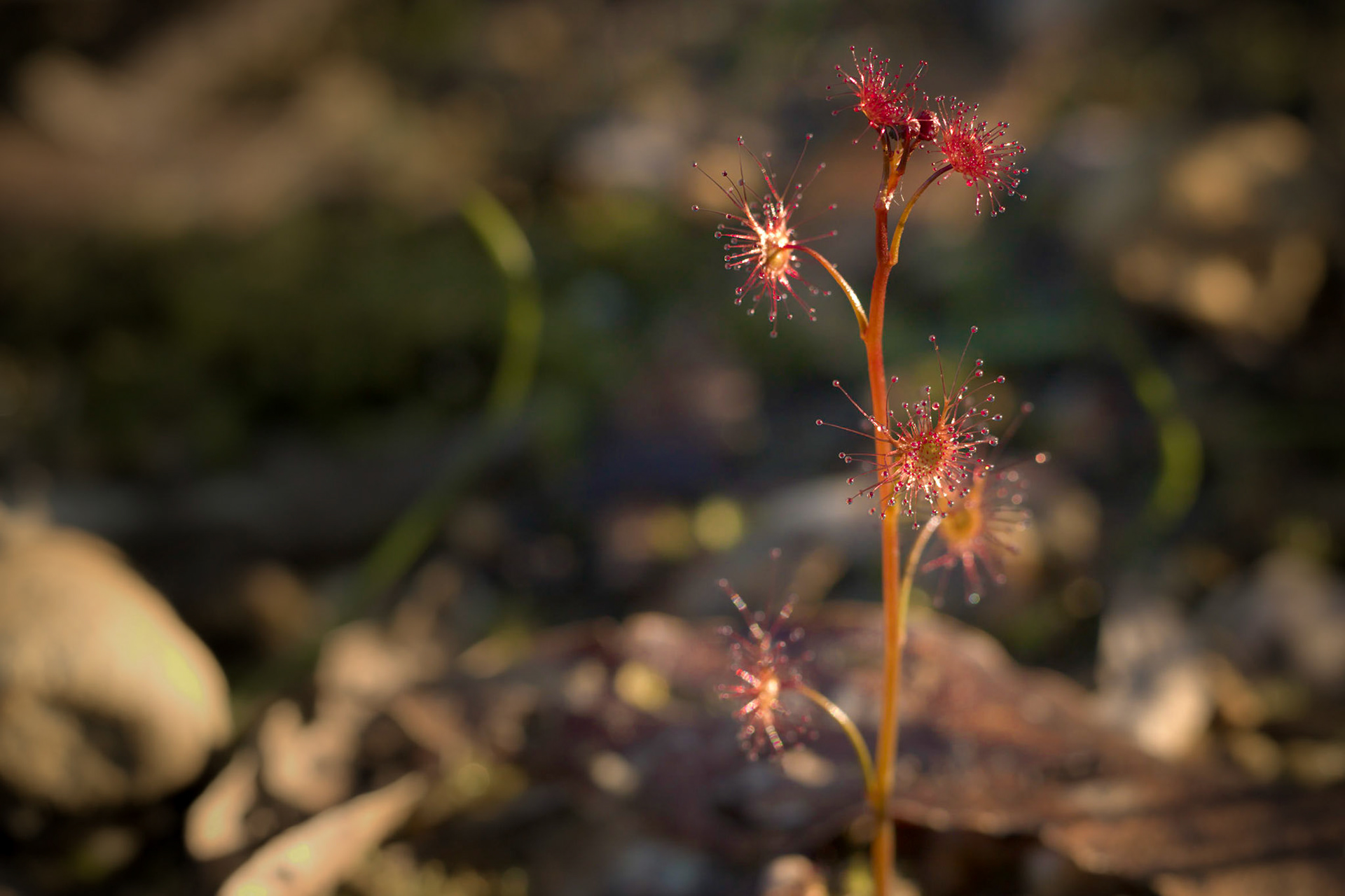 Drosera auriculata