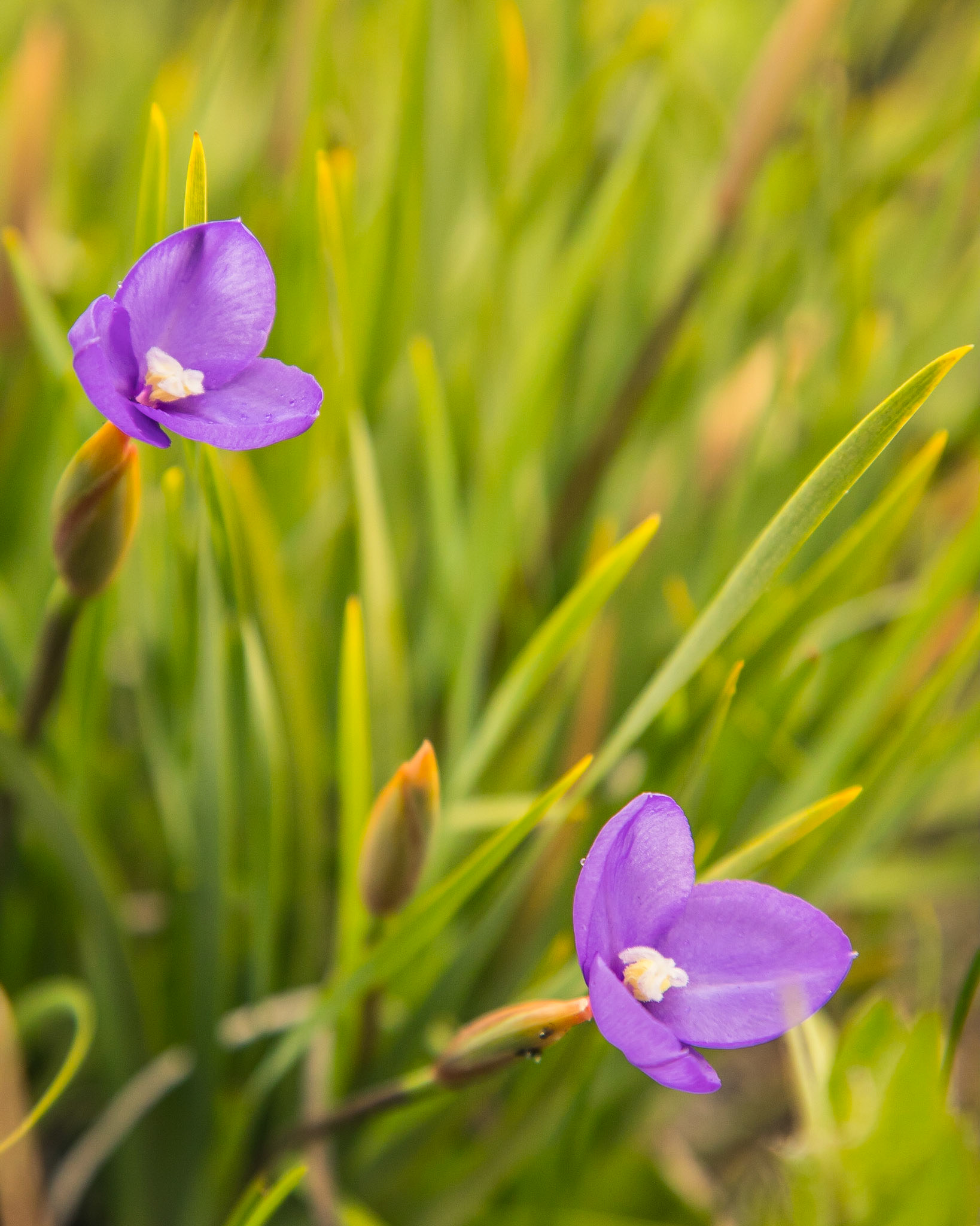 Patersonia occidentalis