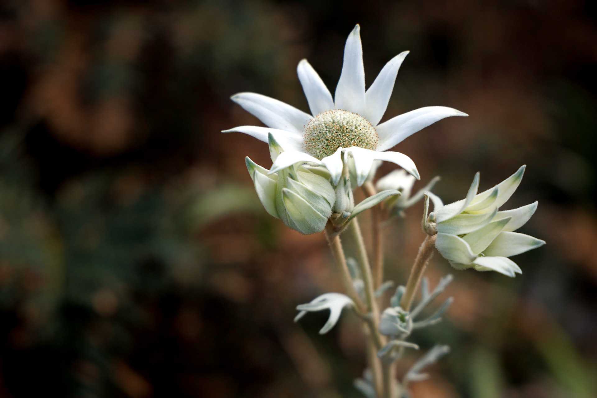 Flannel flower