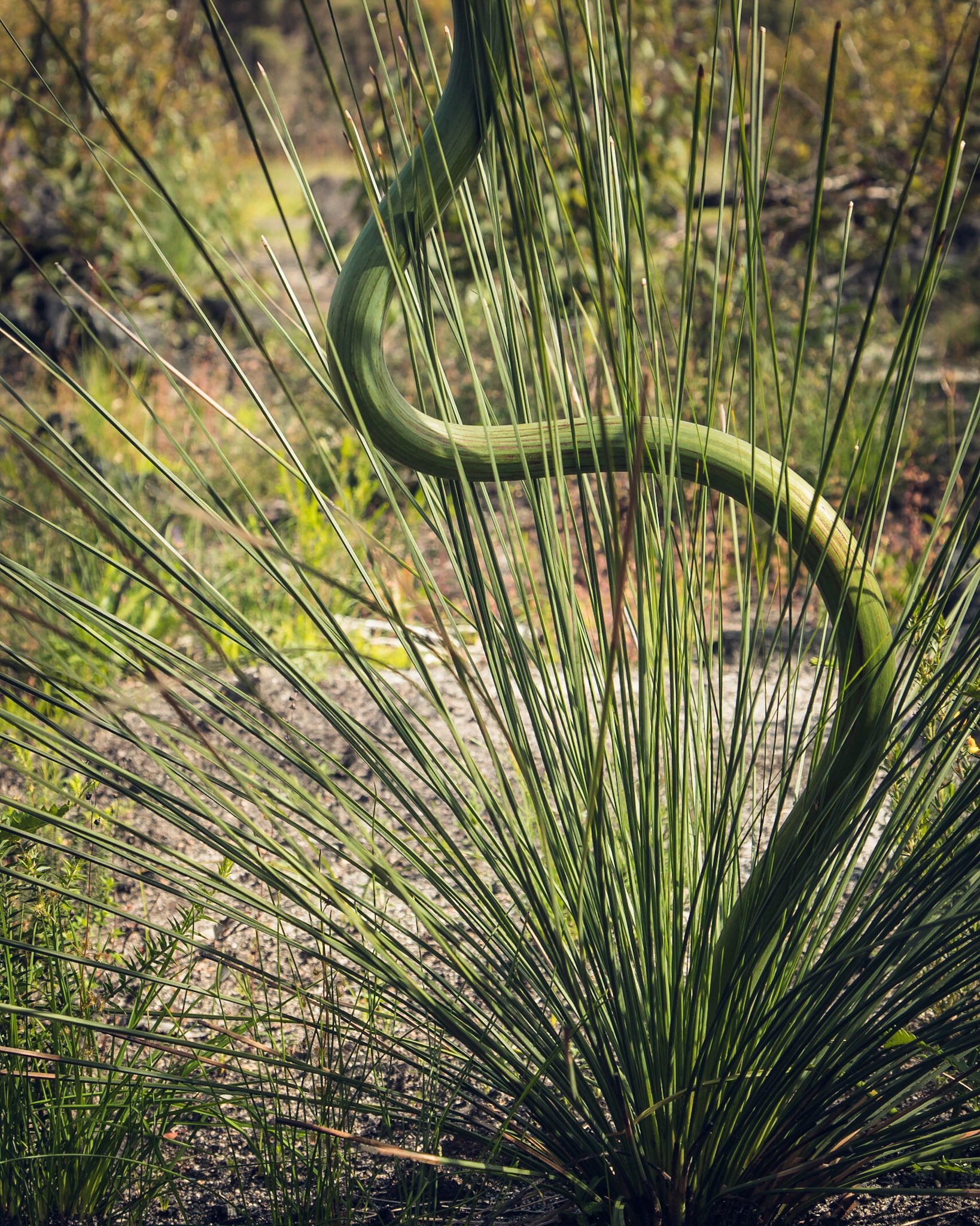 Xanthorrhoea resinosa