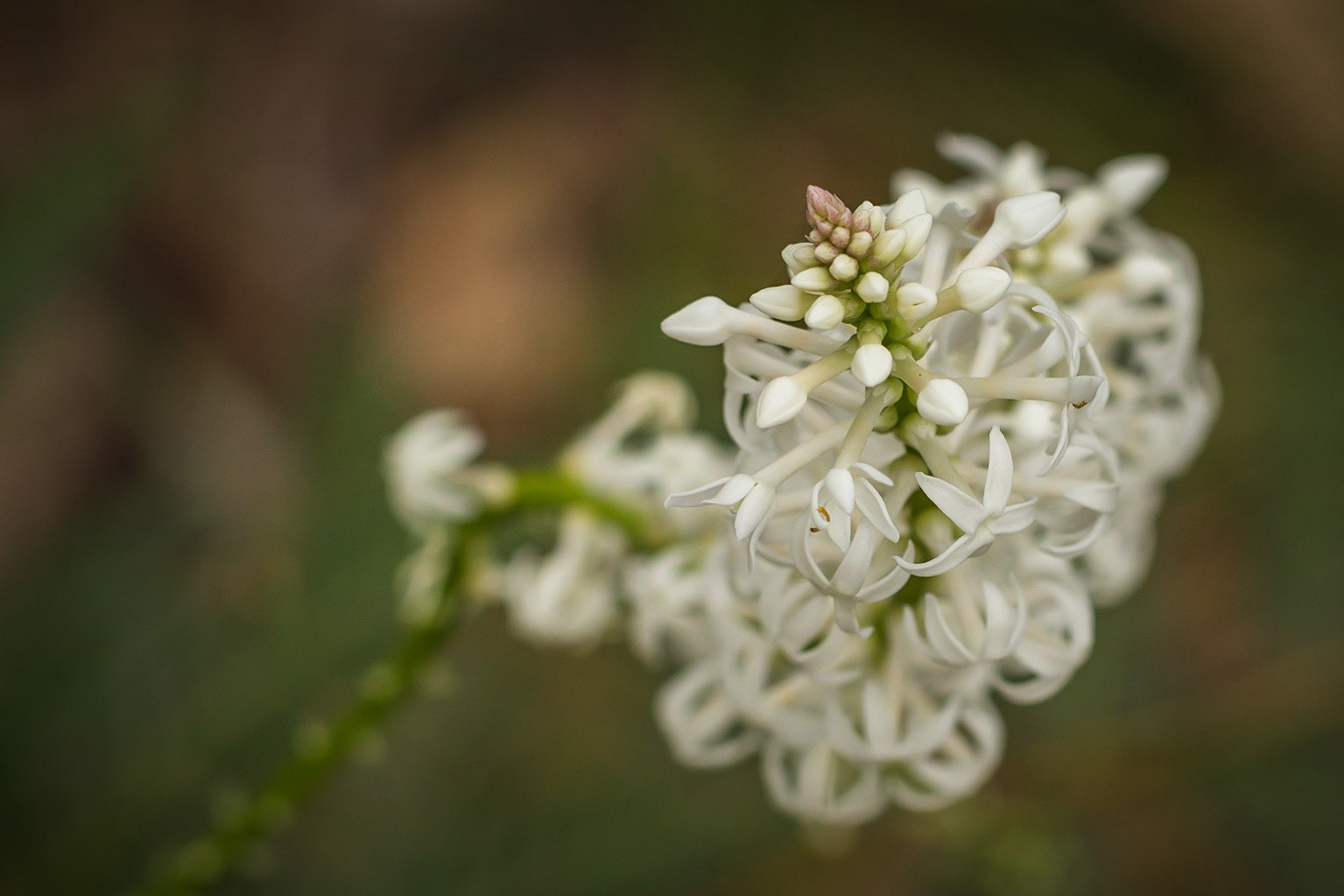 Stackhousia monogyna