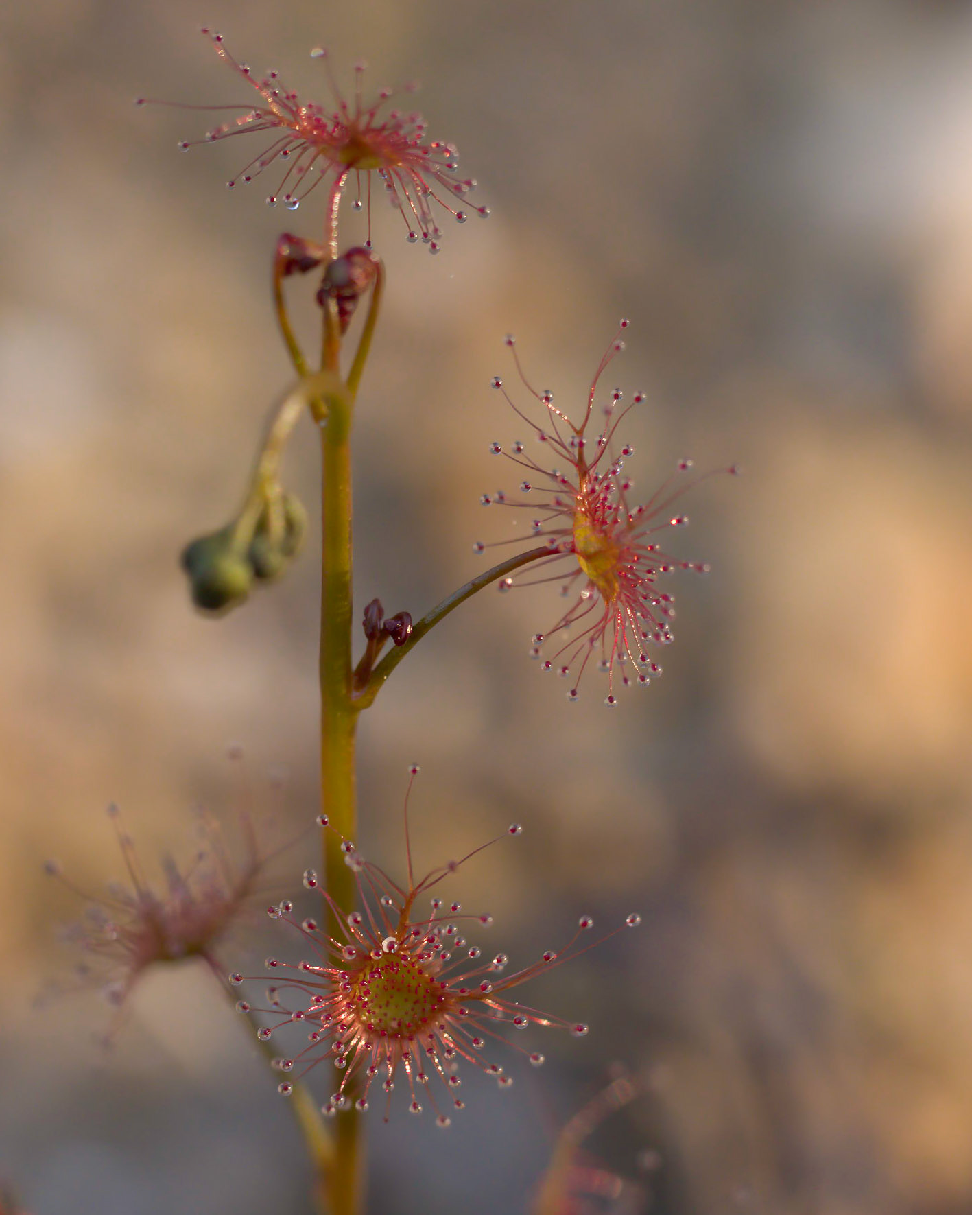 Drosera auriculata