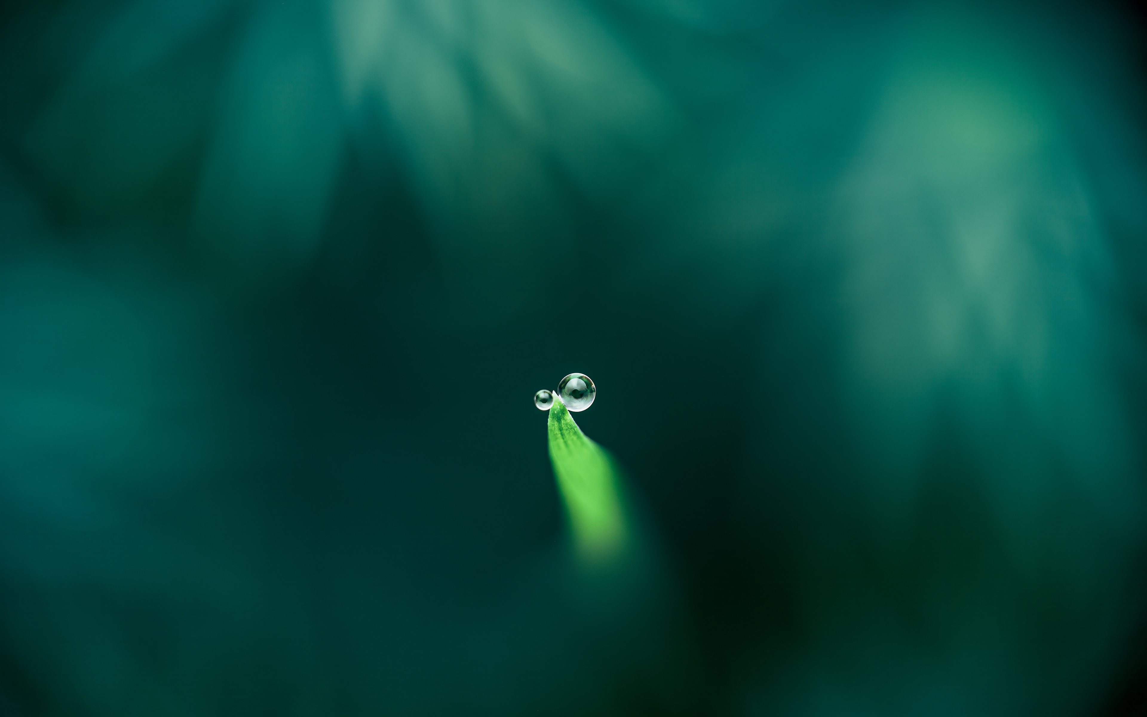 Catching dew - APS 2024 Digital Photography Competition, Gold Medal - Australian Photographic Prize 2025, Silver Medal