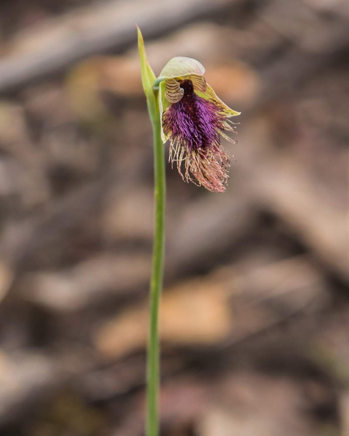 Calochilus robertsonii
