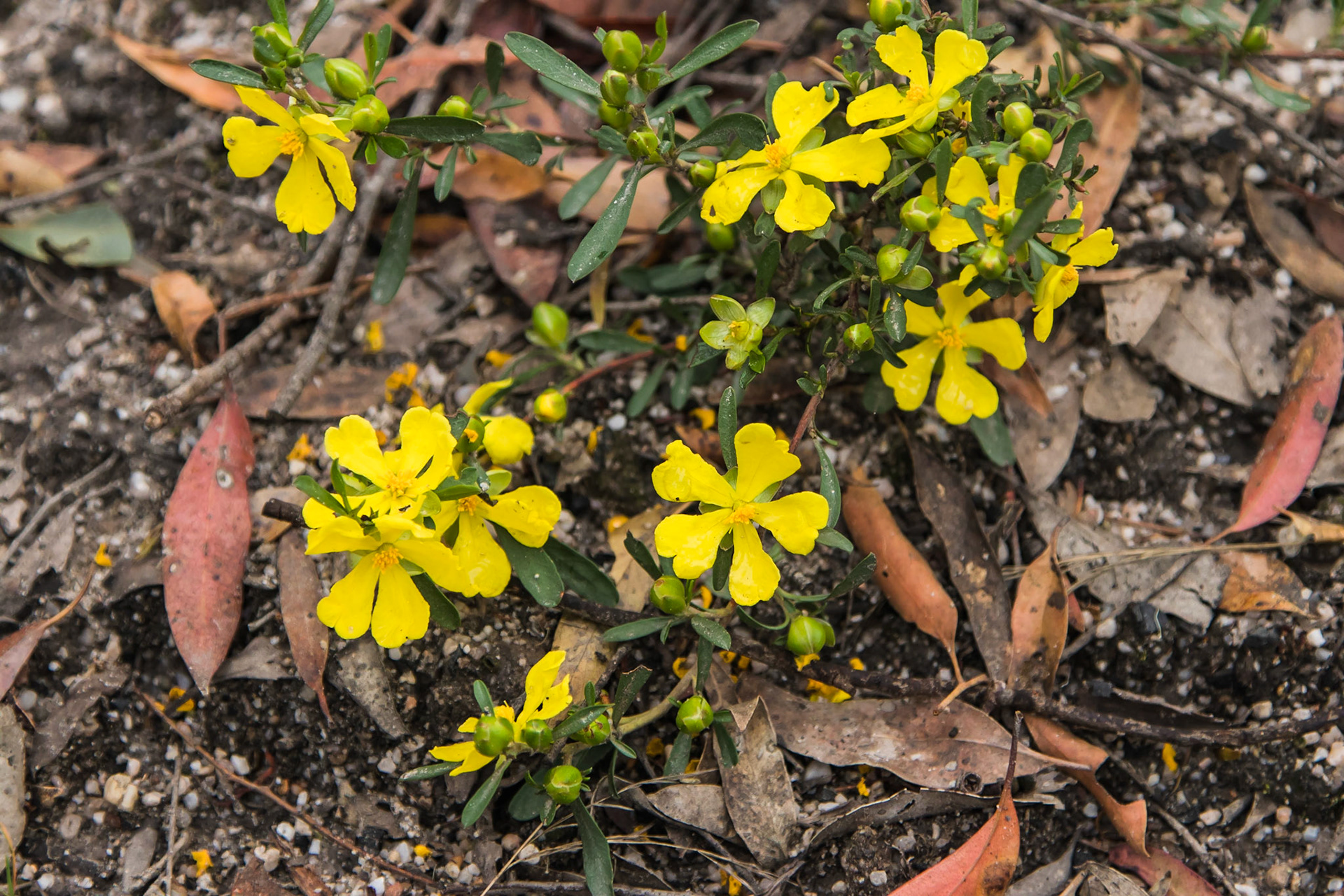 Hibbertia obtusifolia