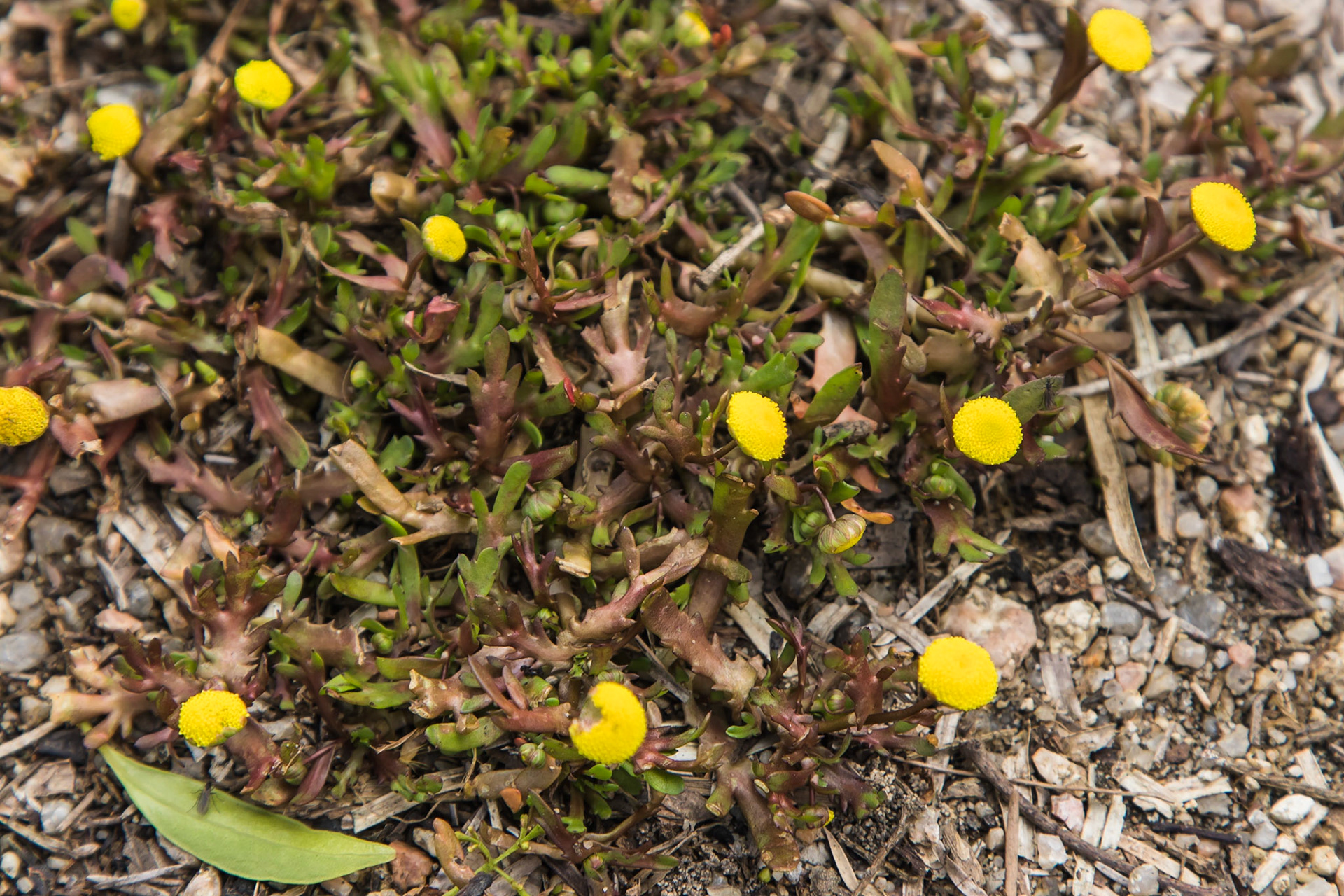 Cotula coronopifolia