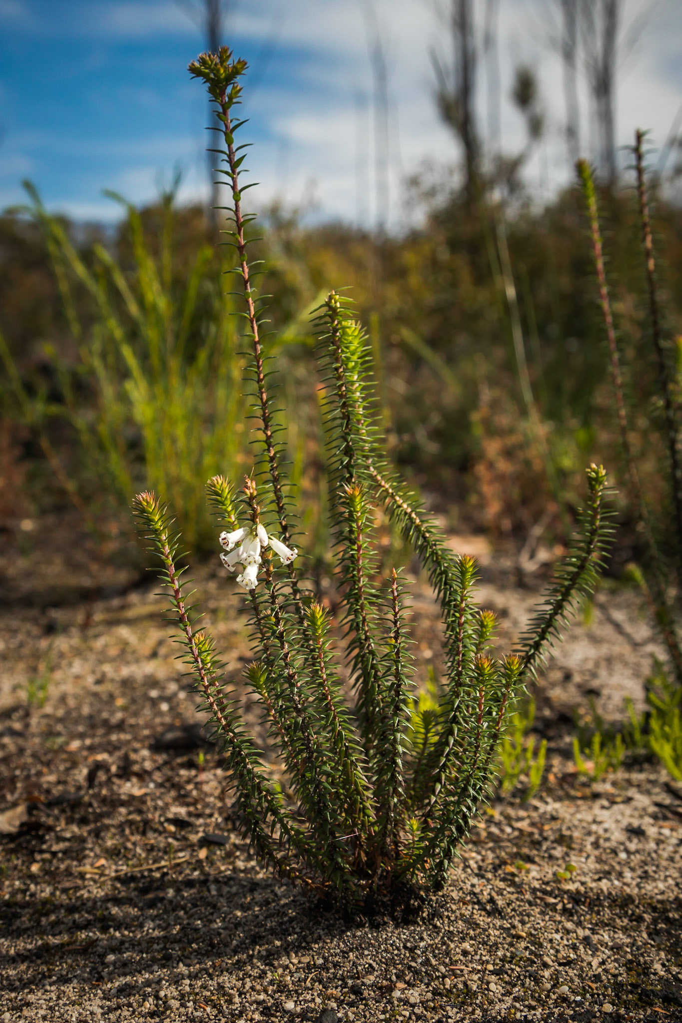 Epacris obtusifolia