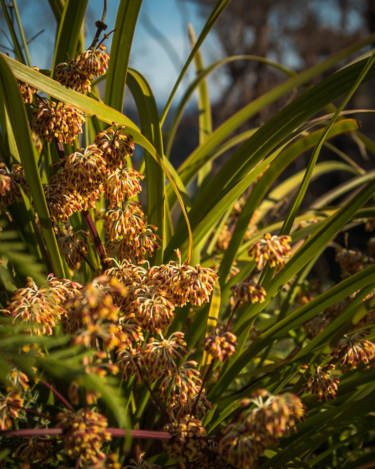 Lomandra multiflora