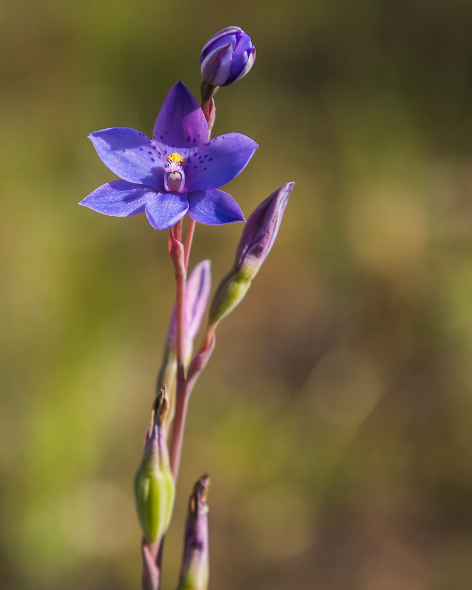 Thelymitra ixioides