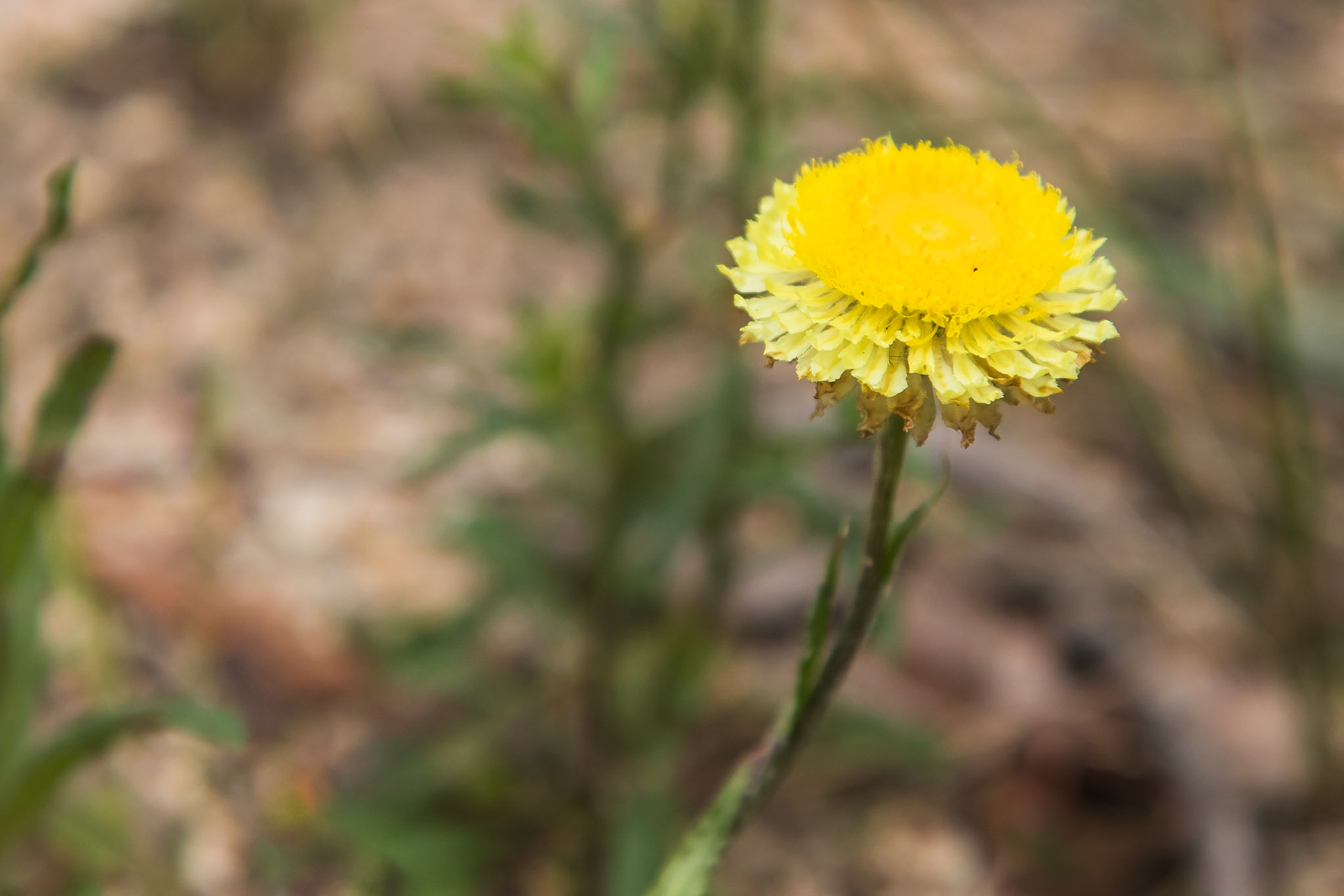 Coronidium scorpioides