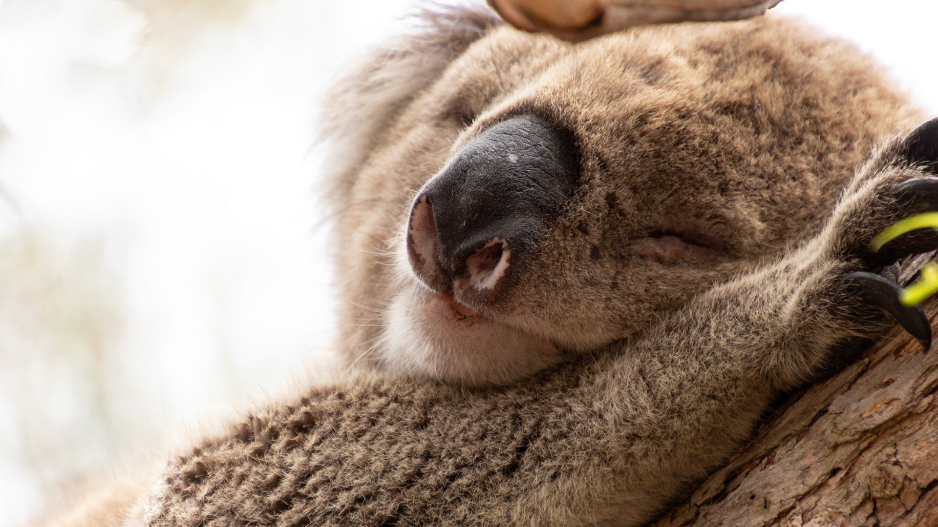 Koala snooze