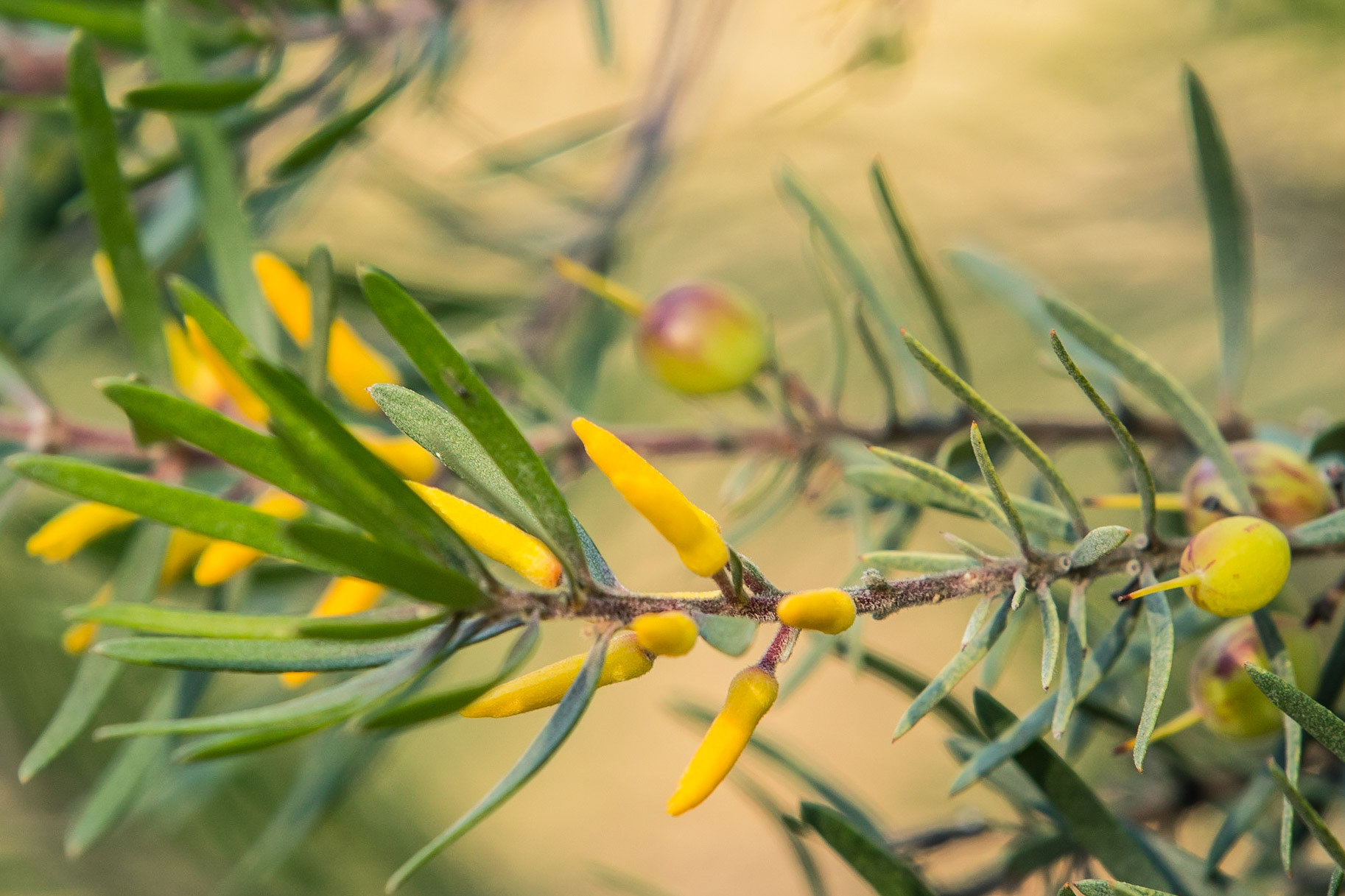 Persoonia linearis