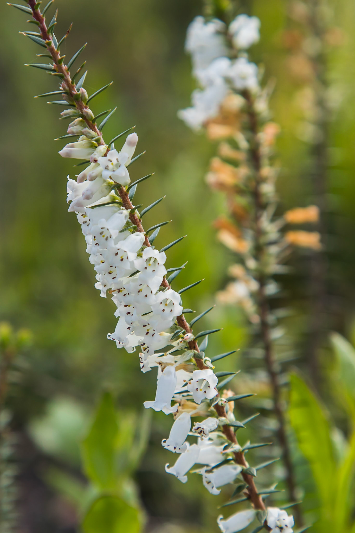Epacris obtusifolia