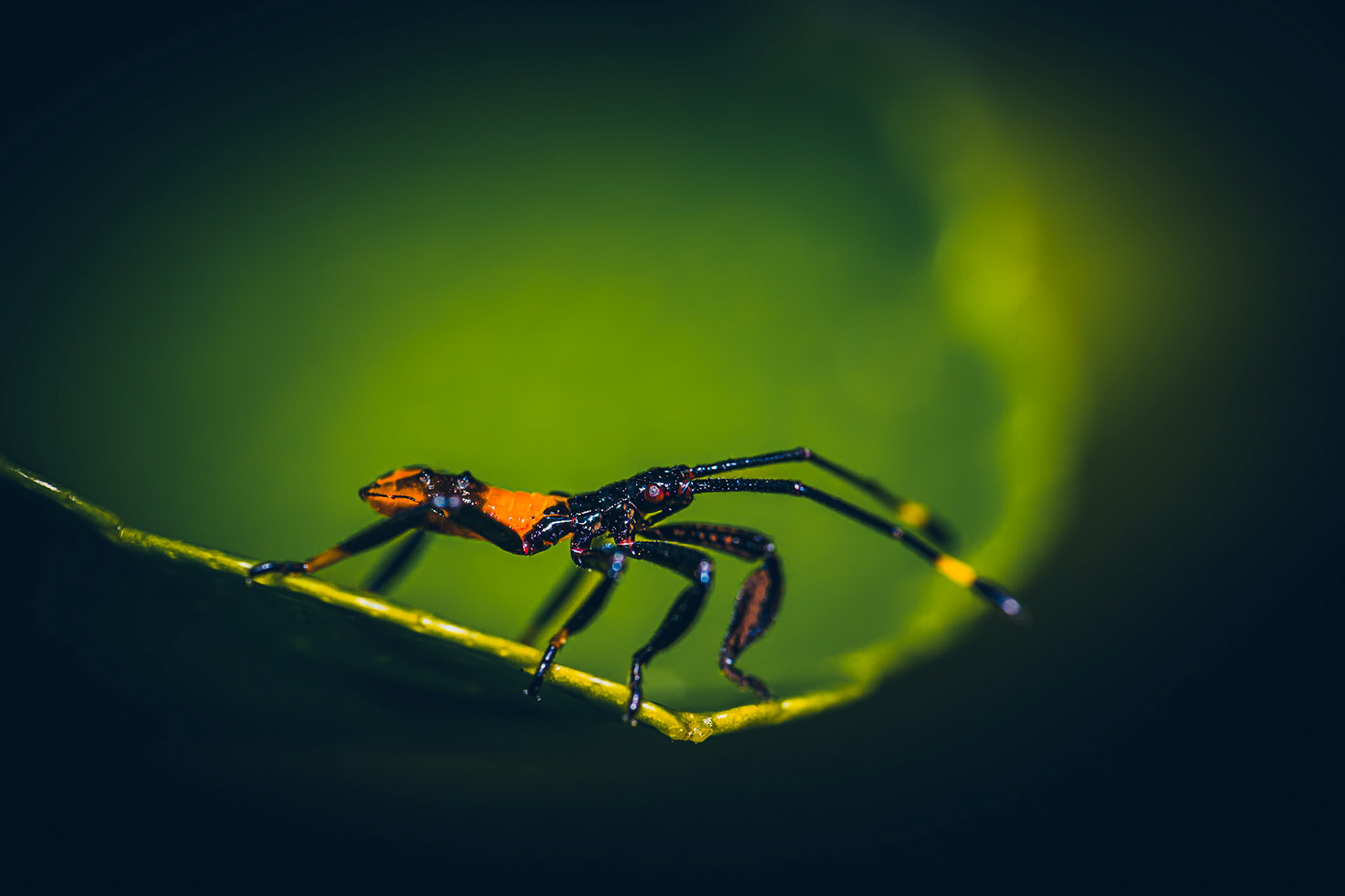 Aliens in the garden