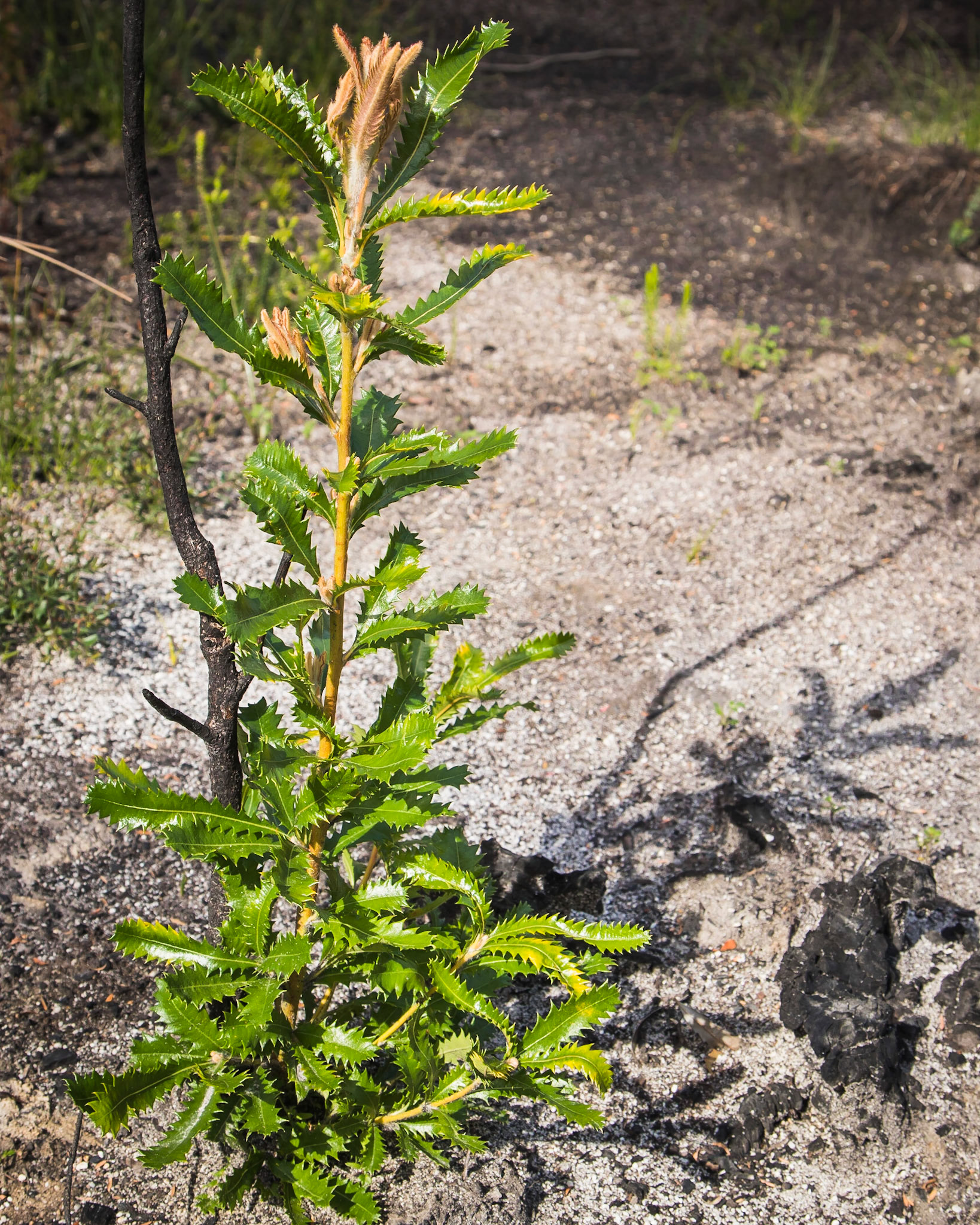 Banksia serrata