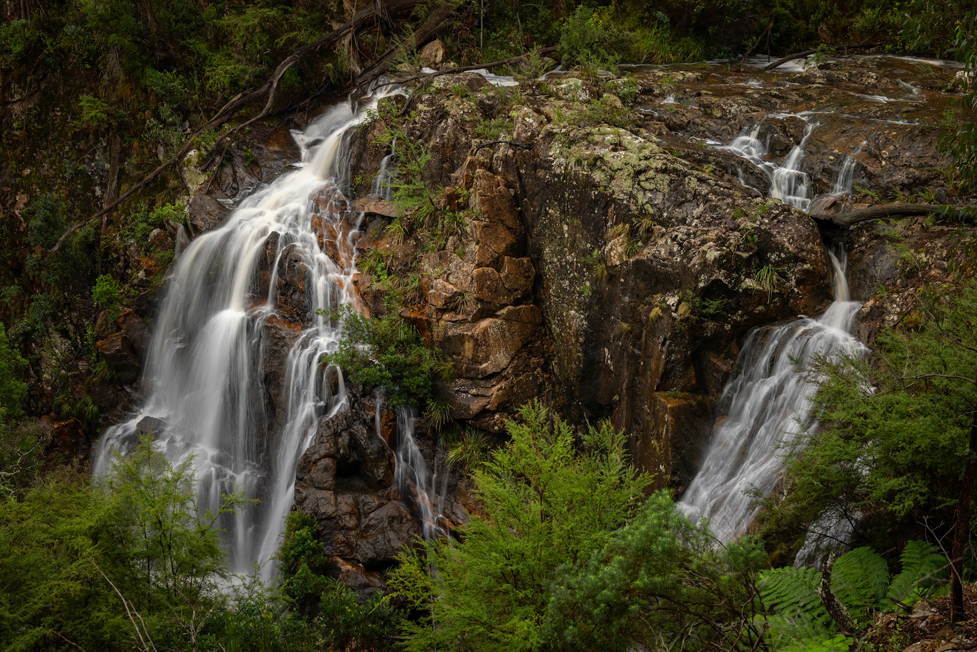 W Tree Falls