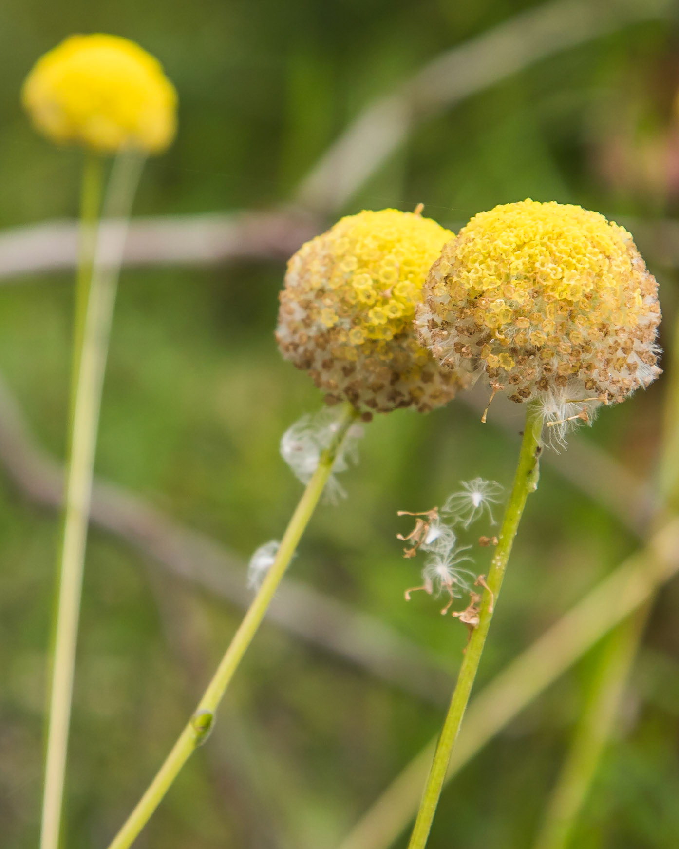 Craspedia variabilis