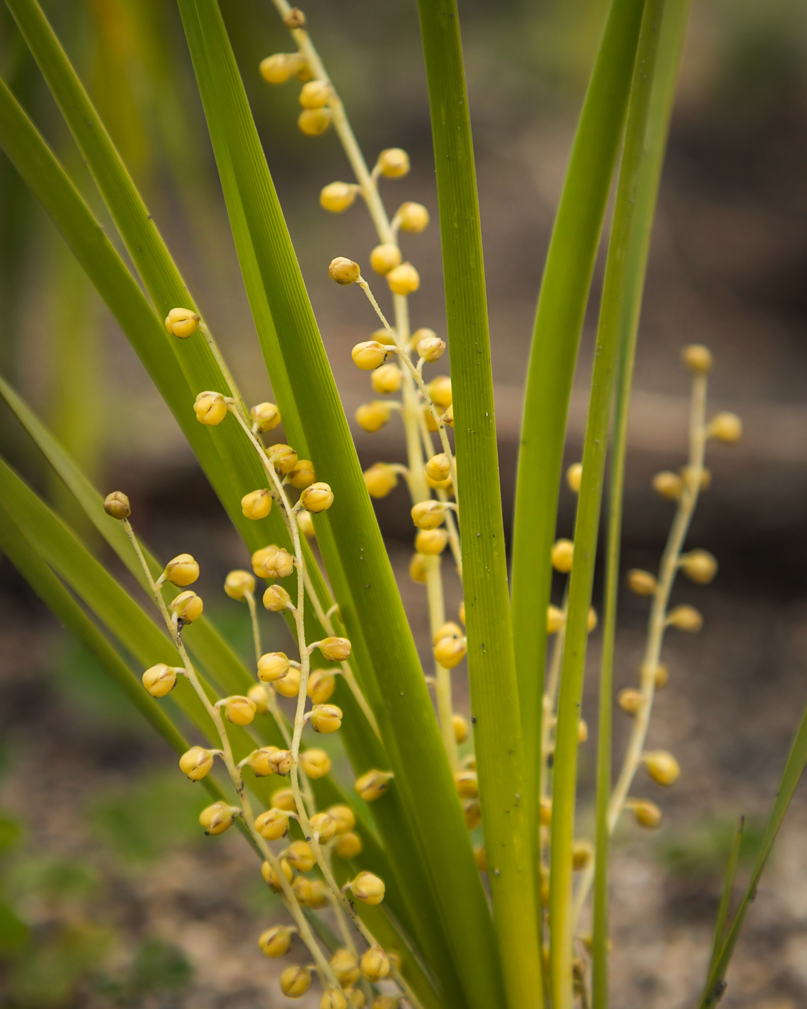 Lomandra filiformis