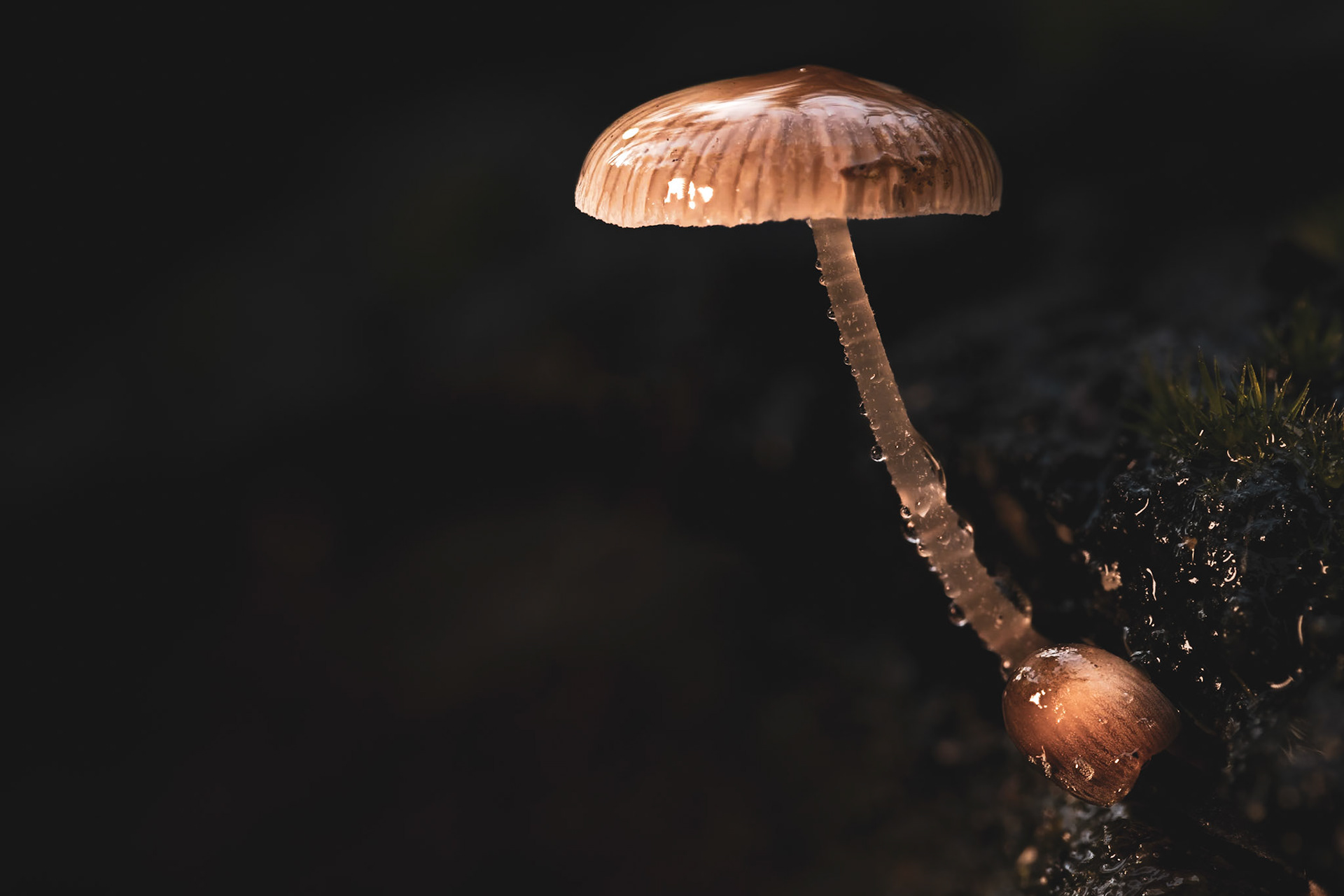 A champagne kind of fungi