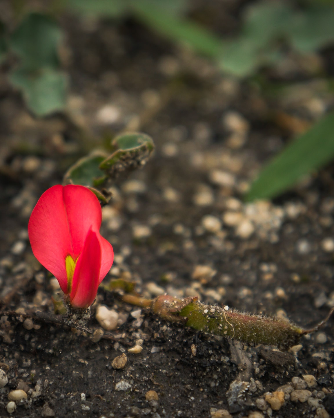 Kennedia prostrata