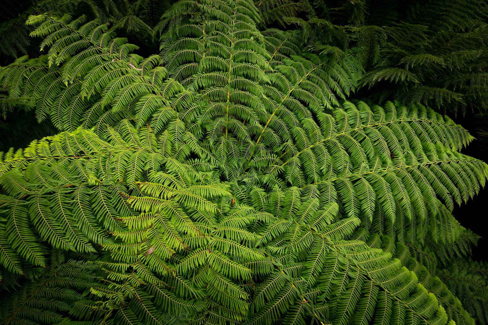 Tree fern platter