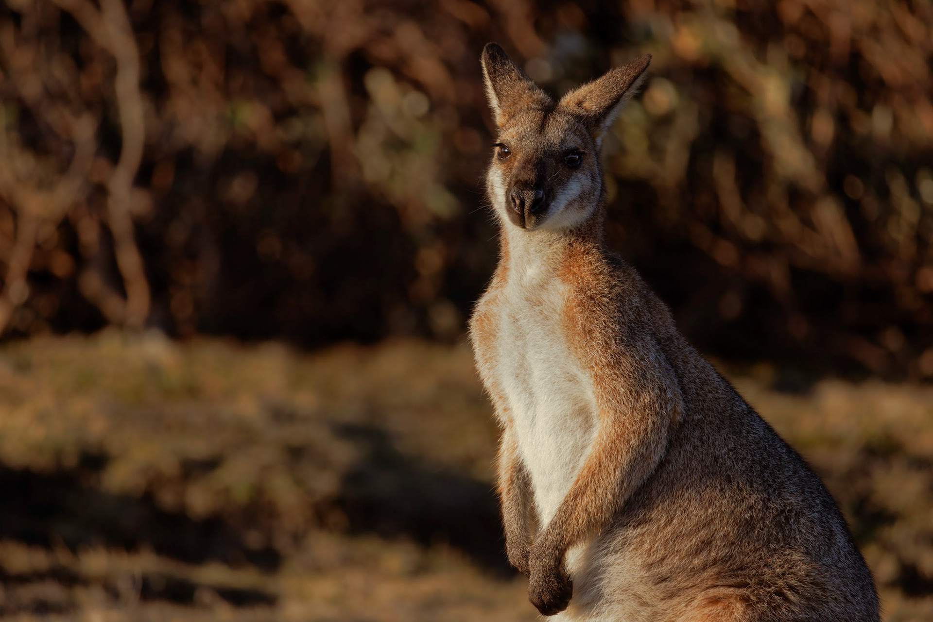 Red-necked wallaby