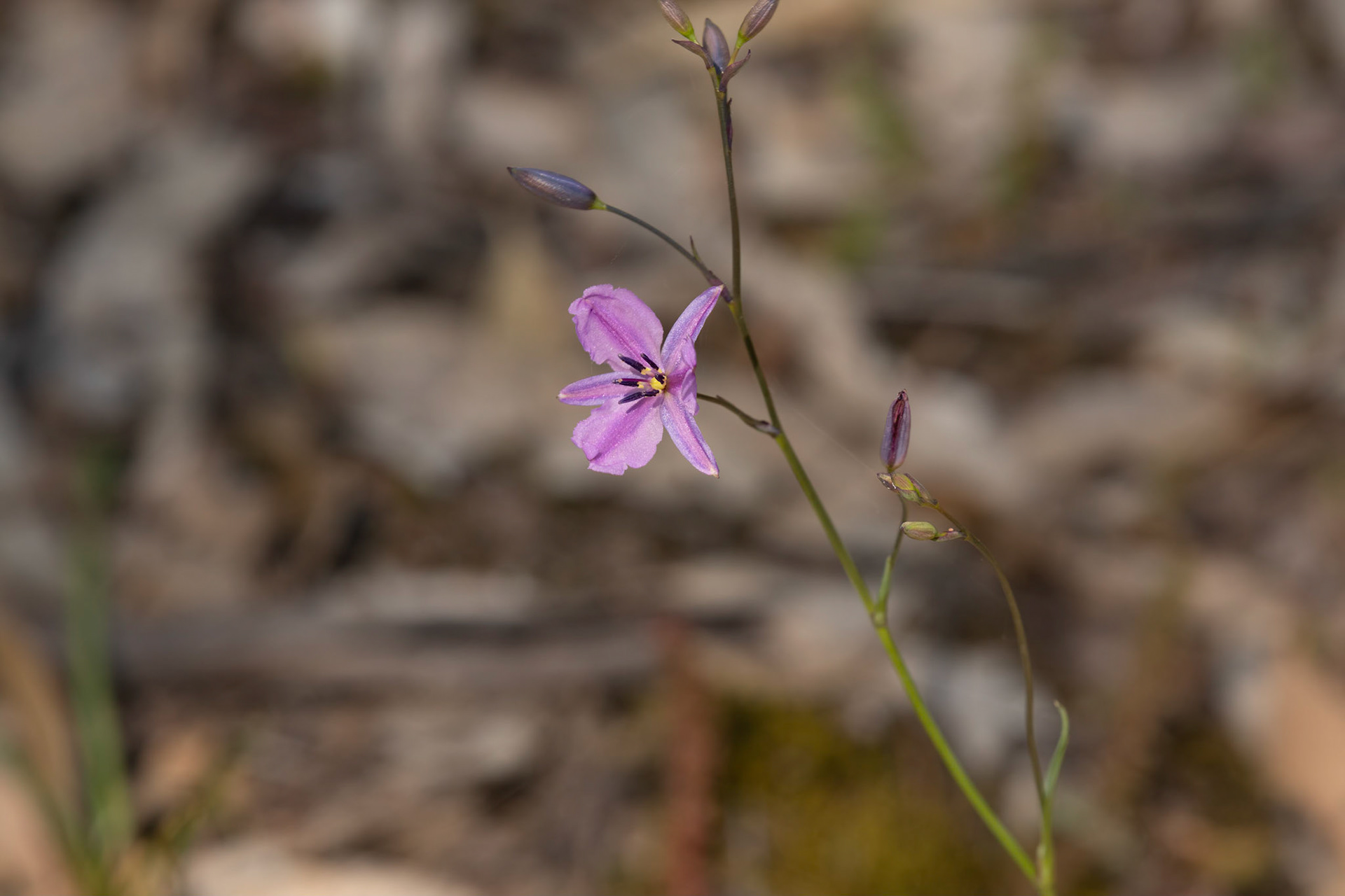 Arthropodium strictum