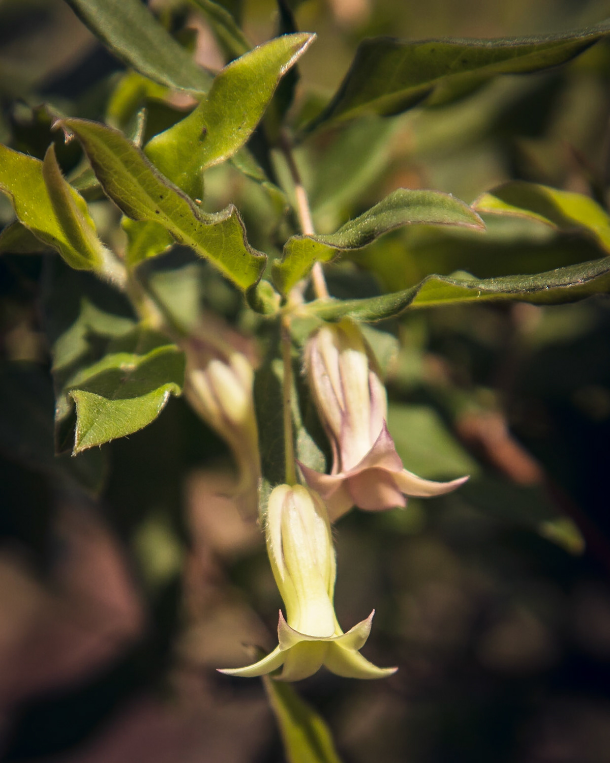 Billardiera scandens