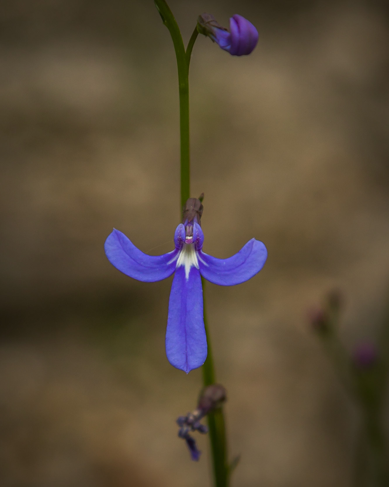 Lobelia gibbosa