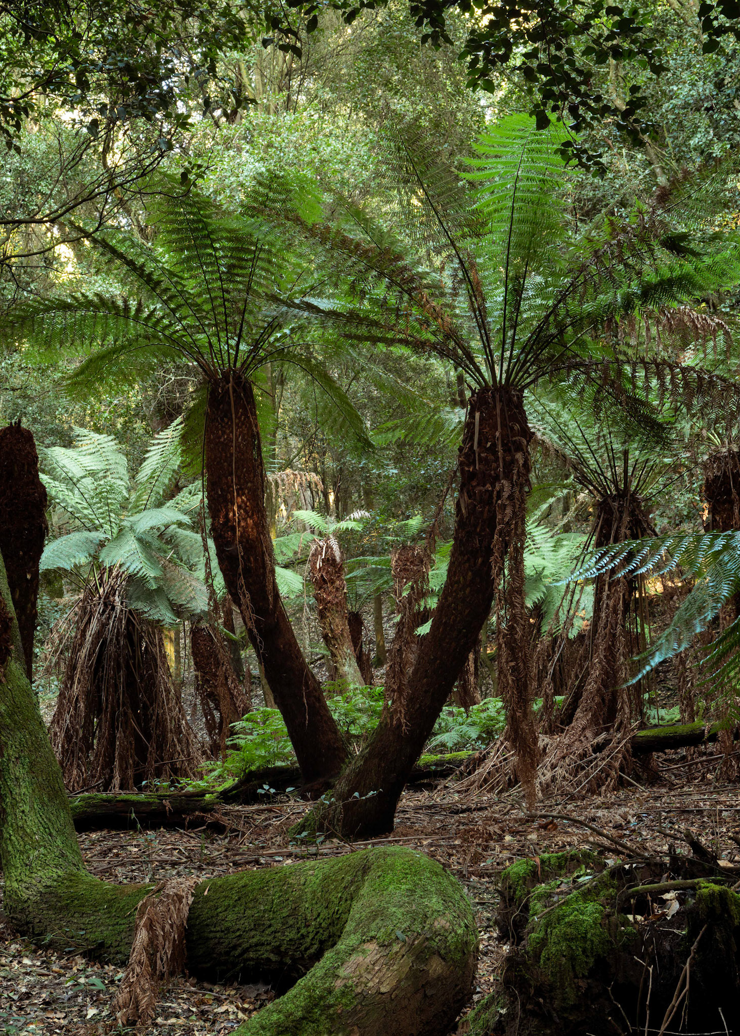 Tree fern welcome