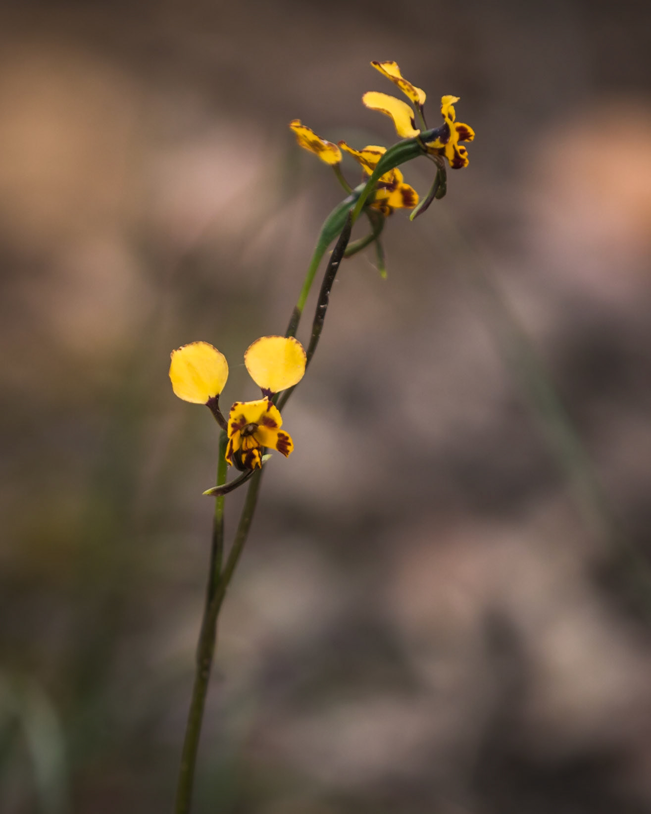 Diuris pardina