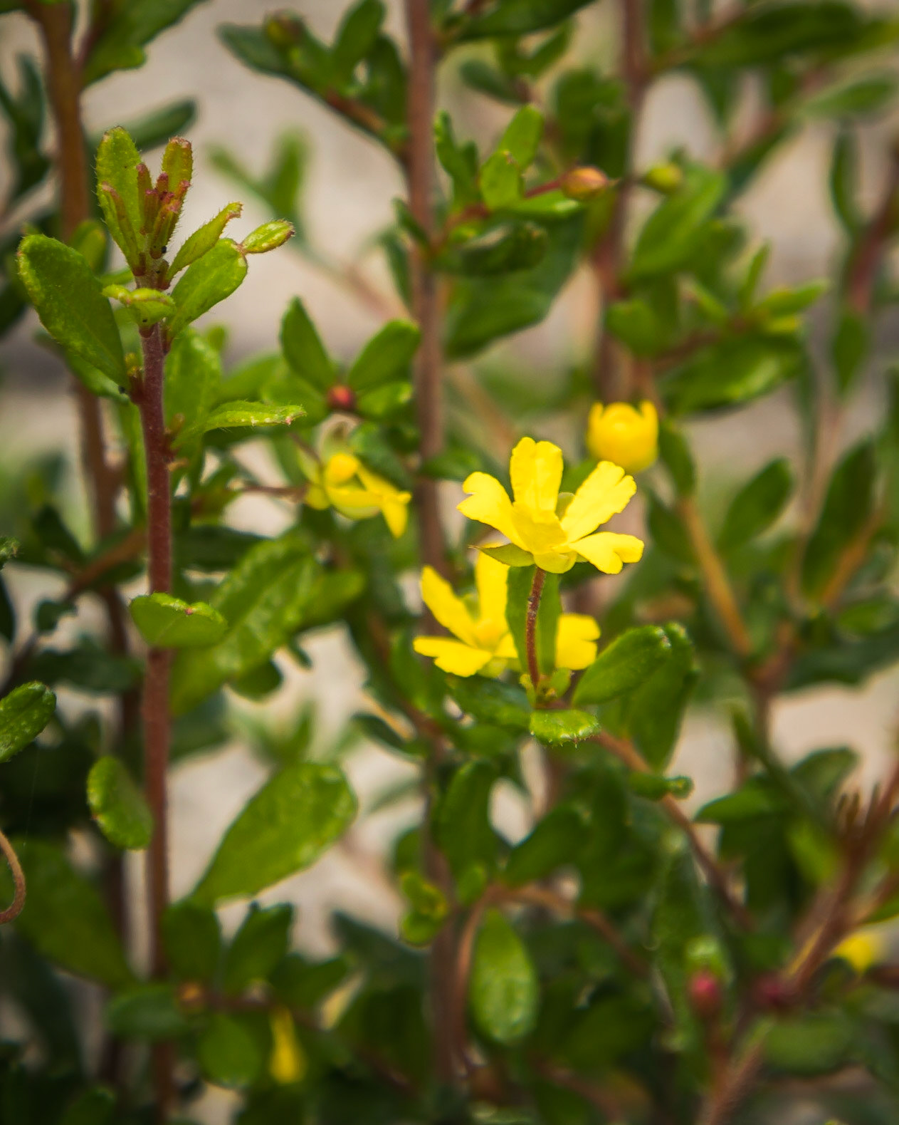 Hibbertia empetrifolia subsp. empetrifolia