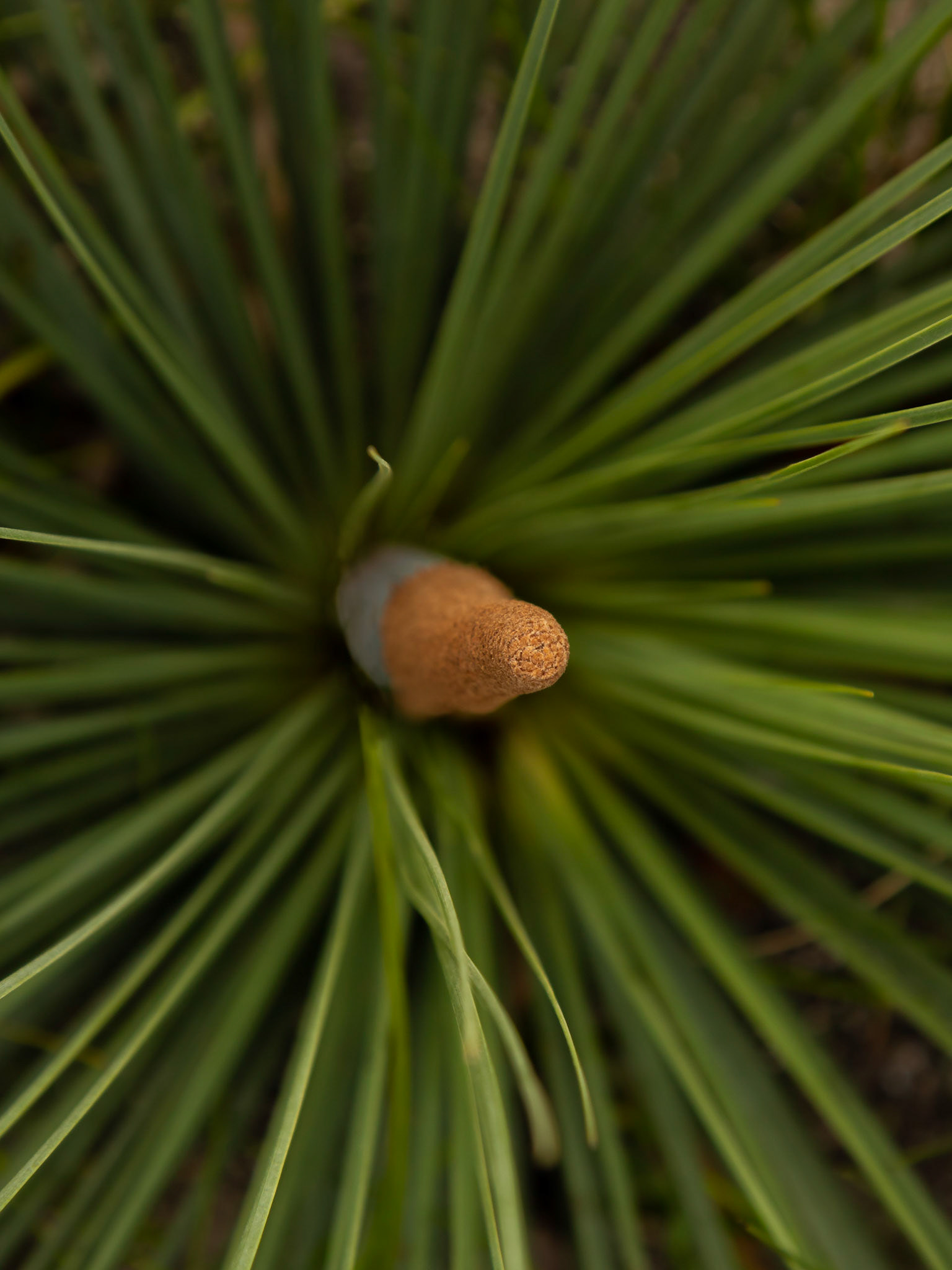 Xanthorrhoea resinosa