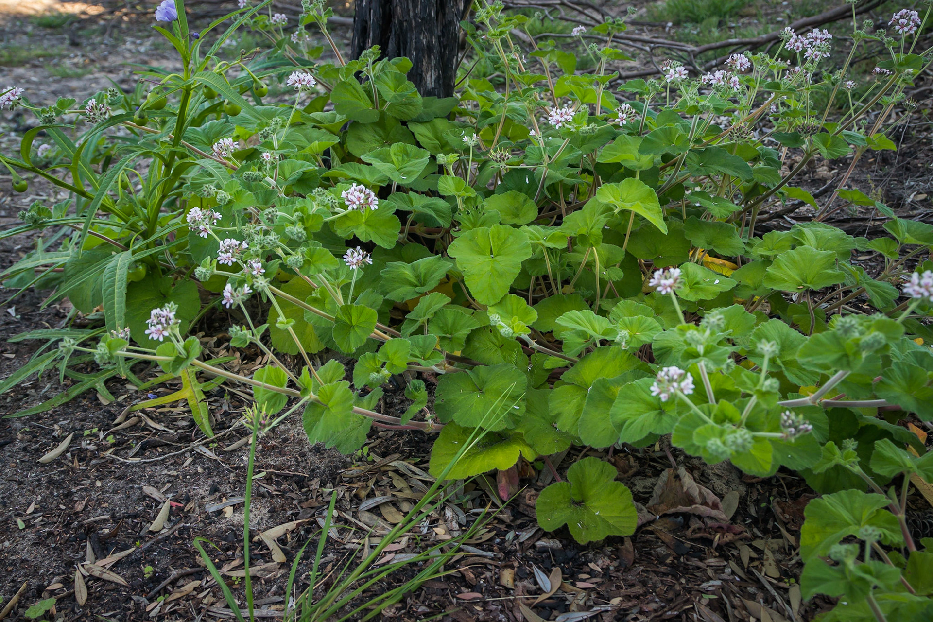 Pelargonium australe