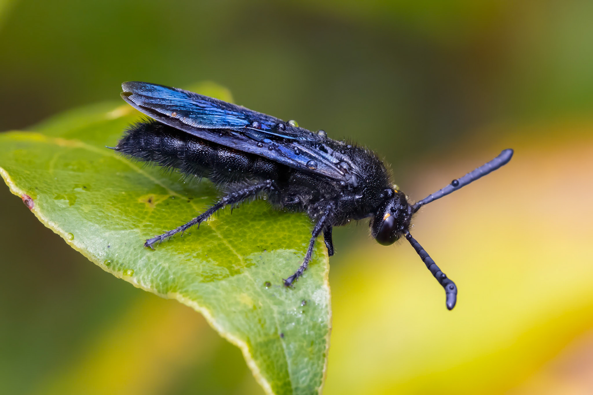 Blue-flower wasp