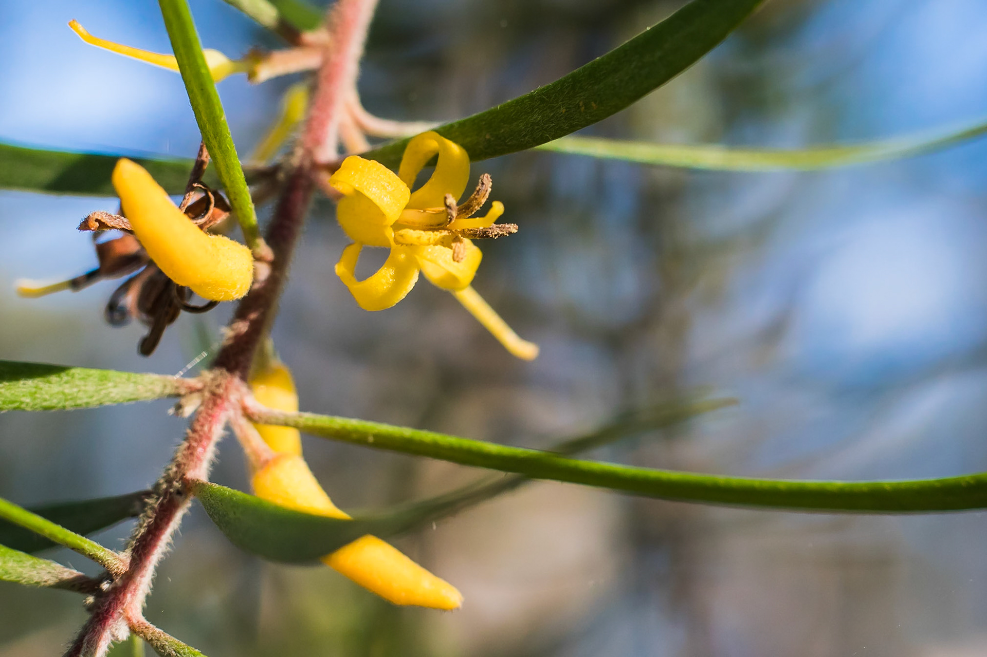 Persoonia linearis