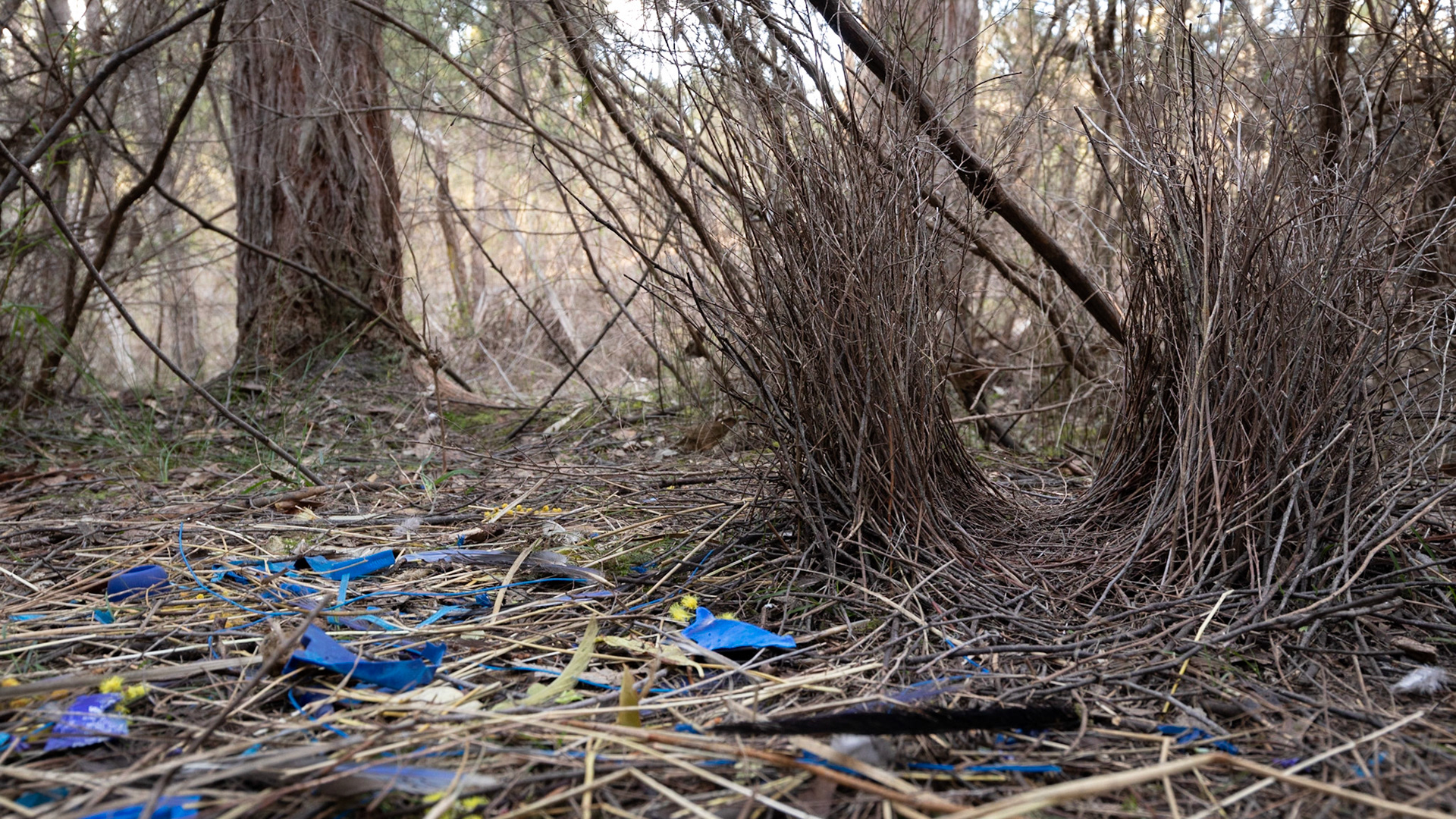 Satin bowerbird's bower