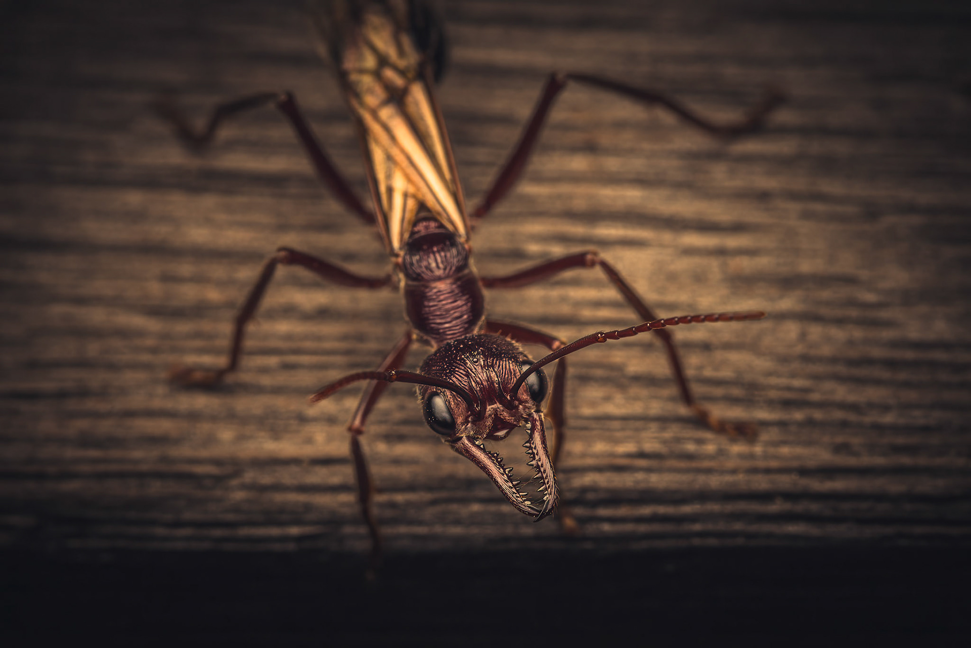 Mandible Muncher