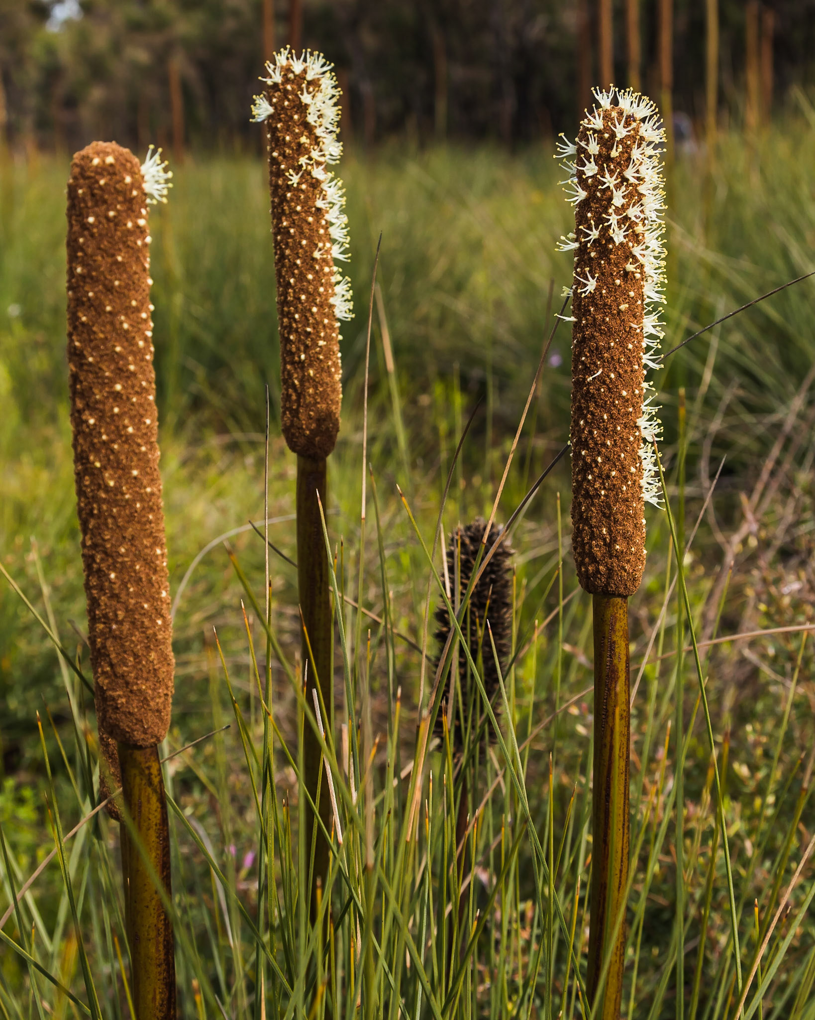 Xanthorrhoea resinosa