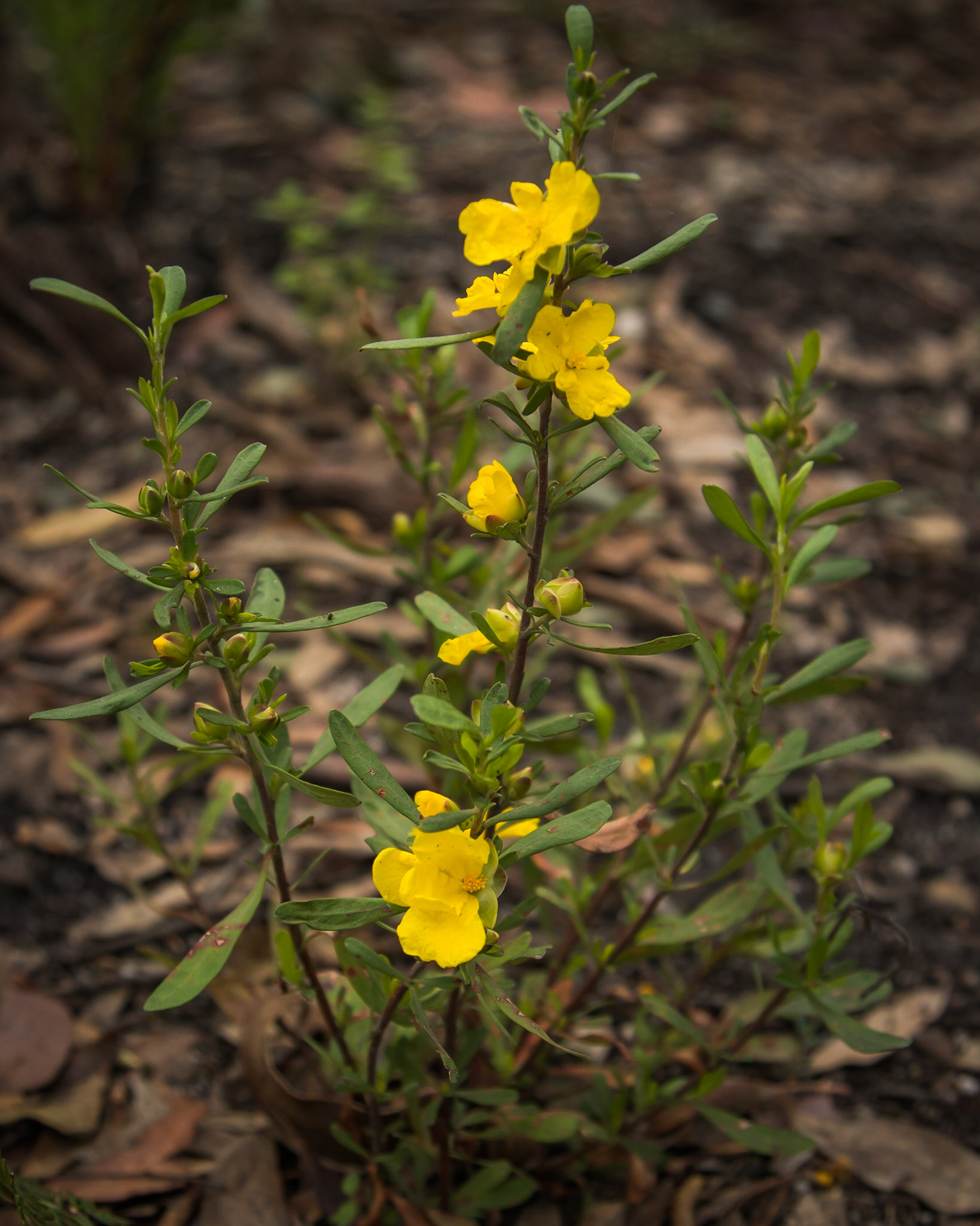 Hibbertia obtusifolia